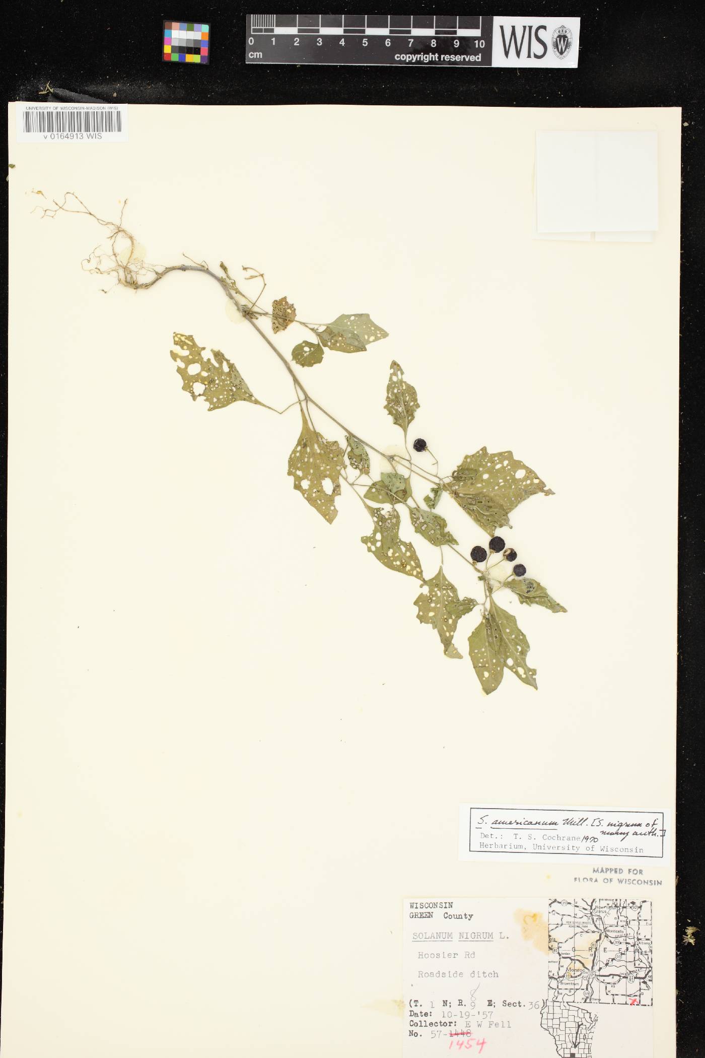 Solanum ptychanthum image