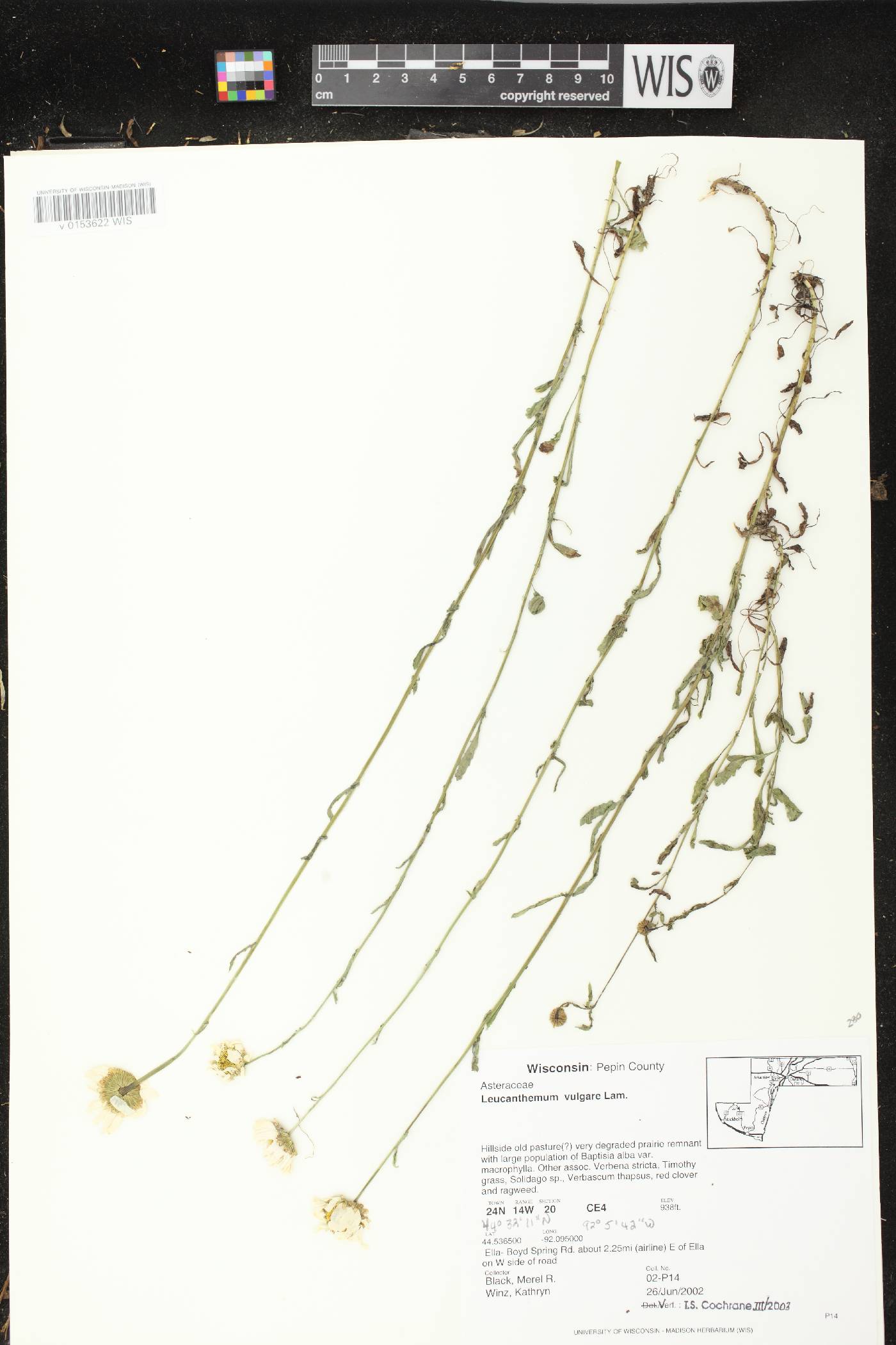 Leucanthemum vulgare image