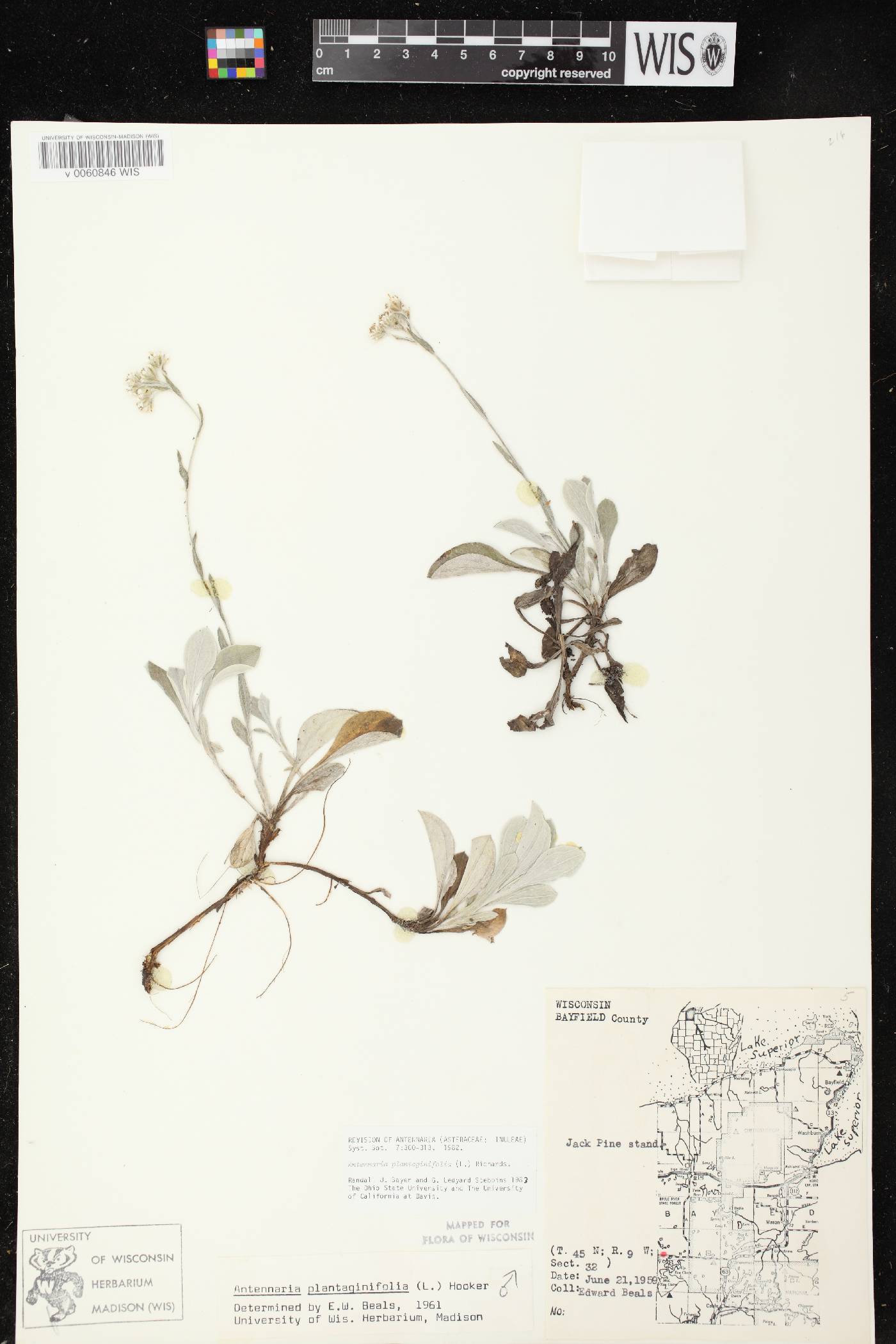 Antennaria plantaginifolia image