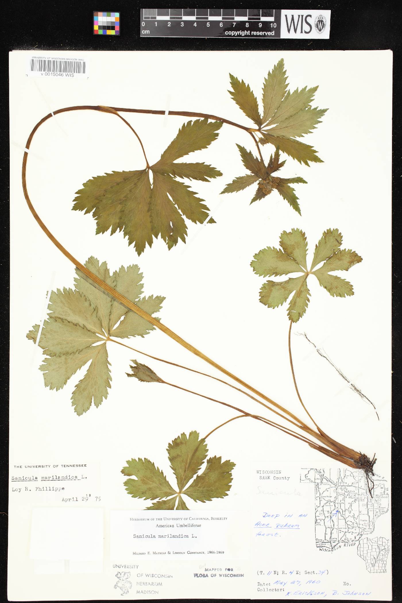 Sanicula marilandica image