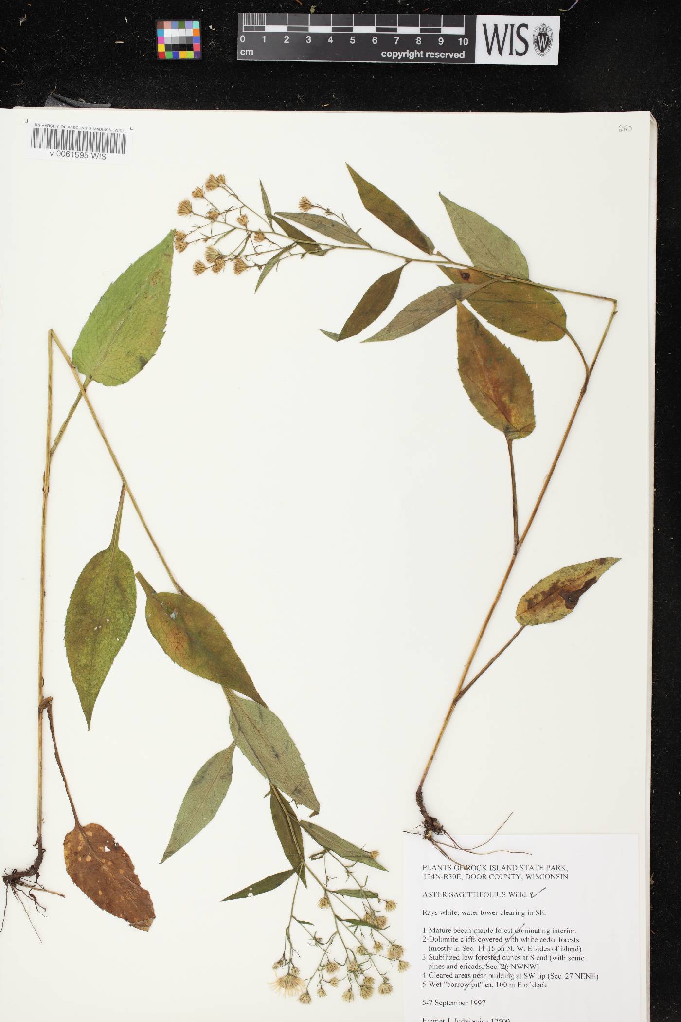 Symphyotrichum urophyllum image