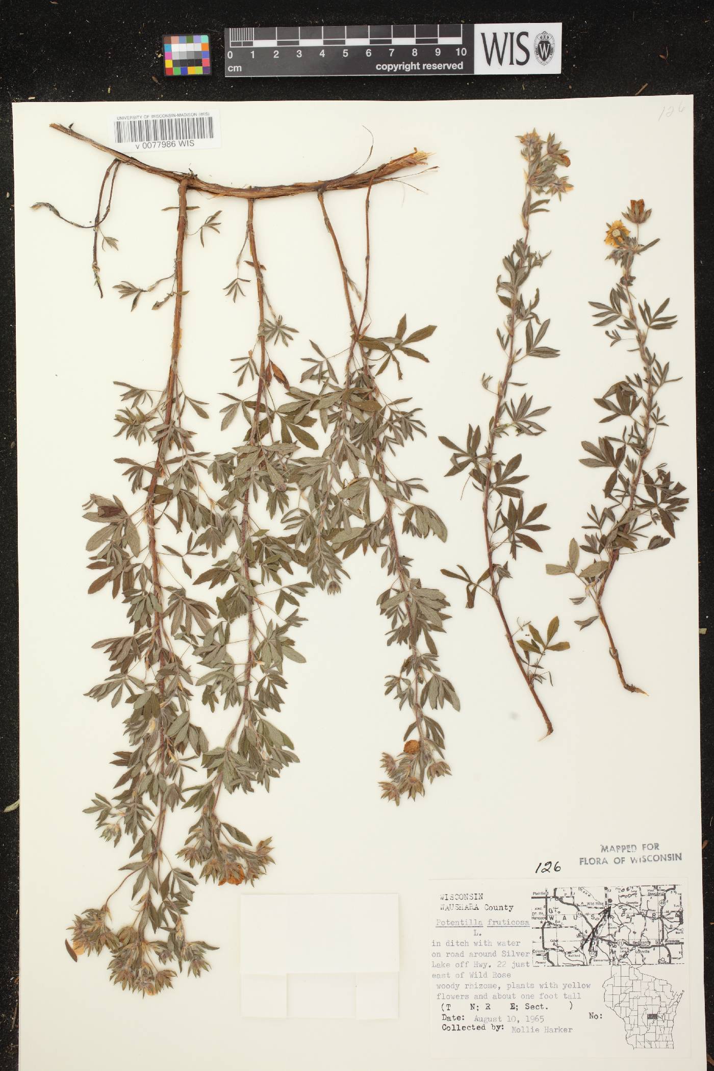 Dasiphora fruticosa image