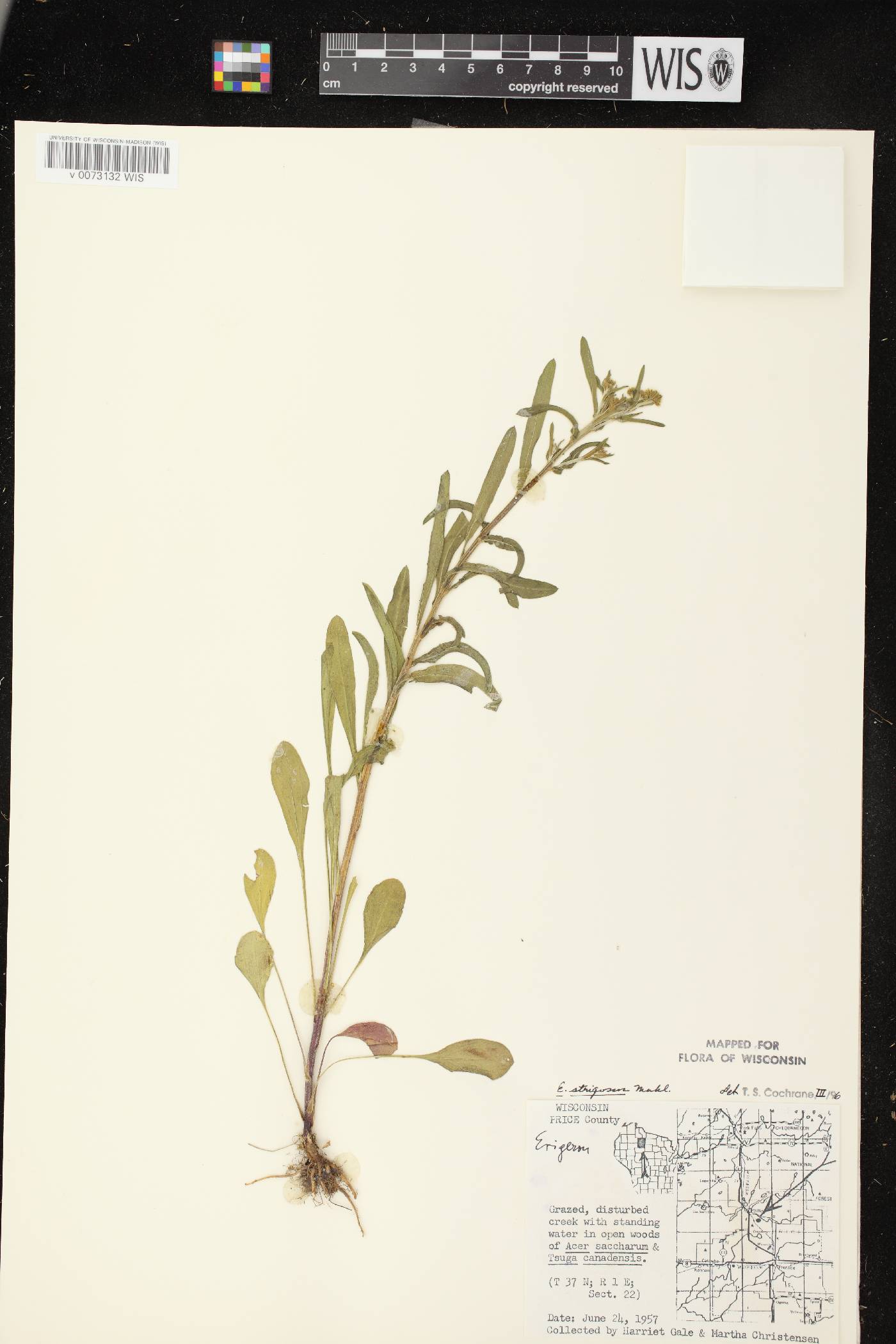 Erigeron strigosus image