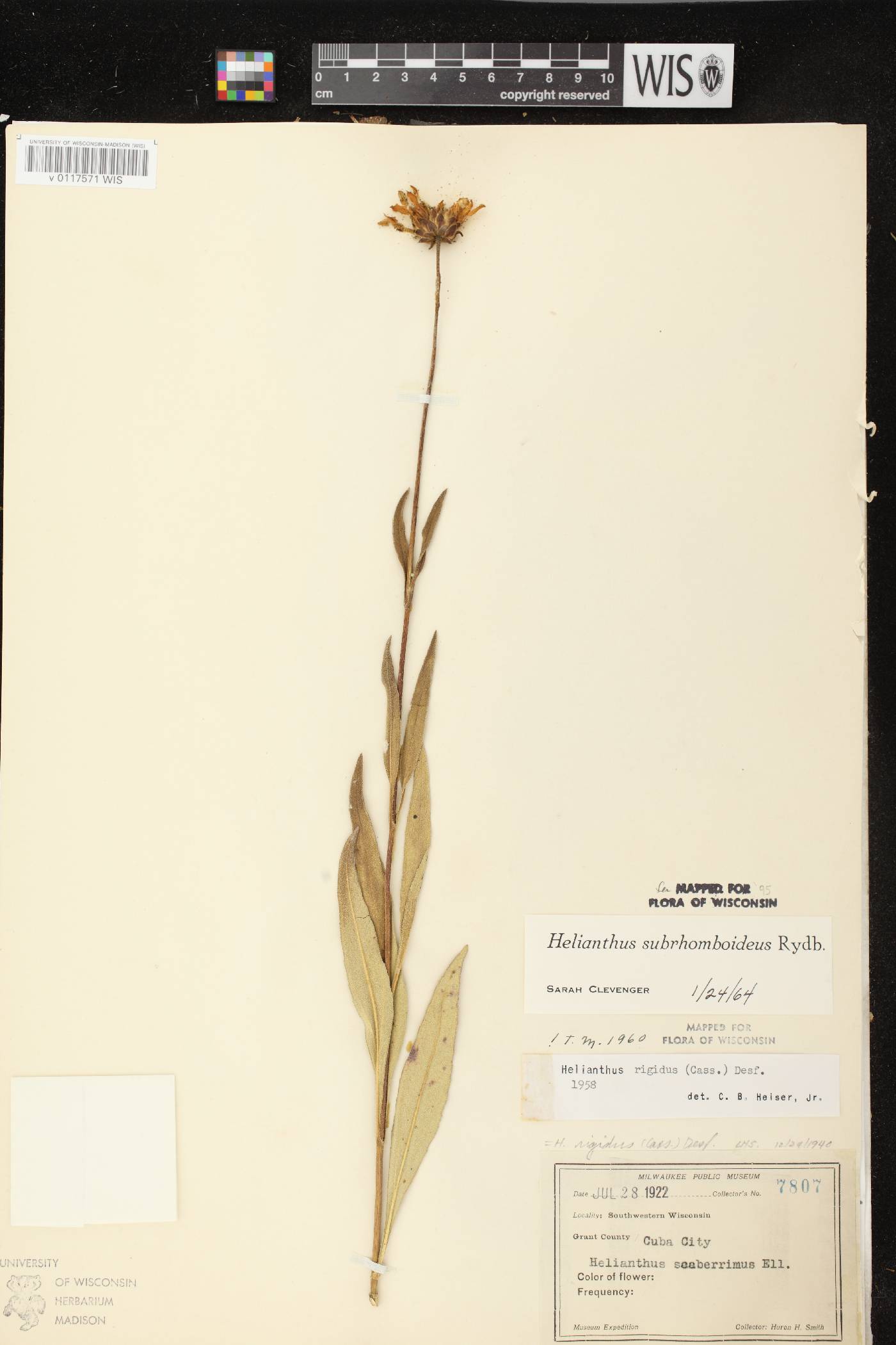 Helianthus pauciflorus subsp. subrhomboideus image