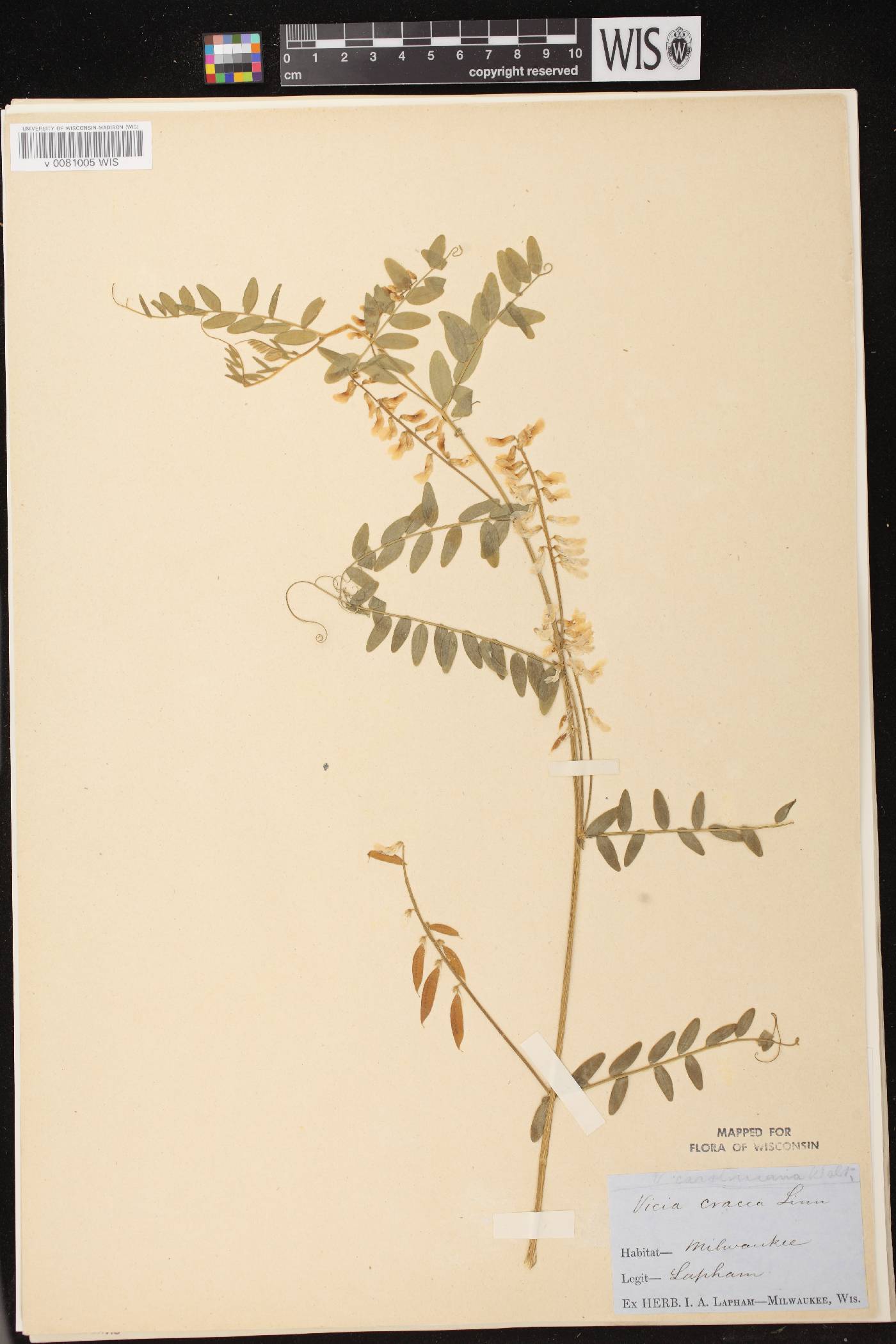 Vicia caroliniana image