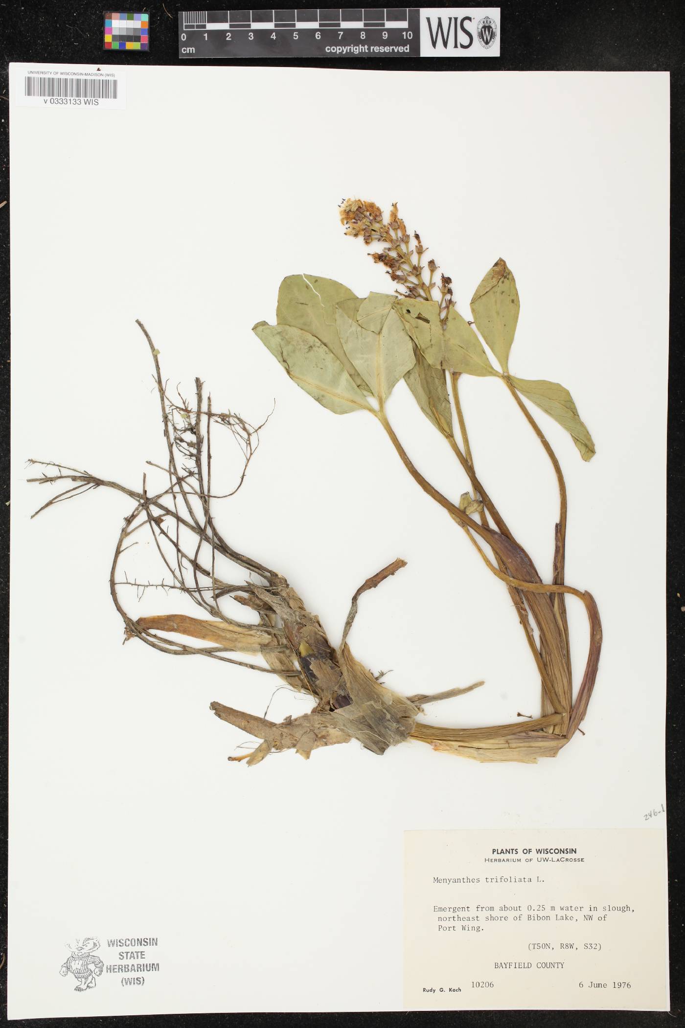 Menyanthes trifoliata image