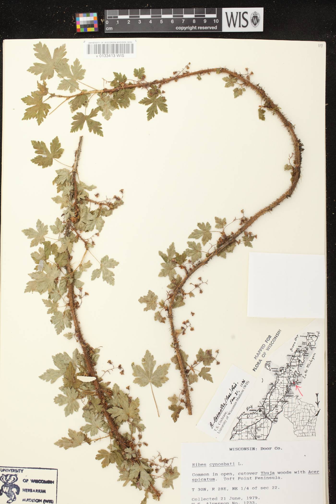 Ribes lacustre image