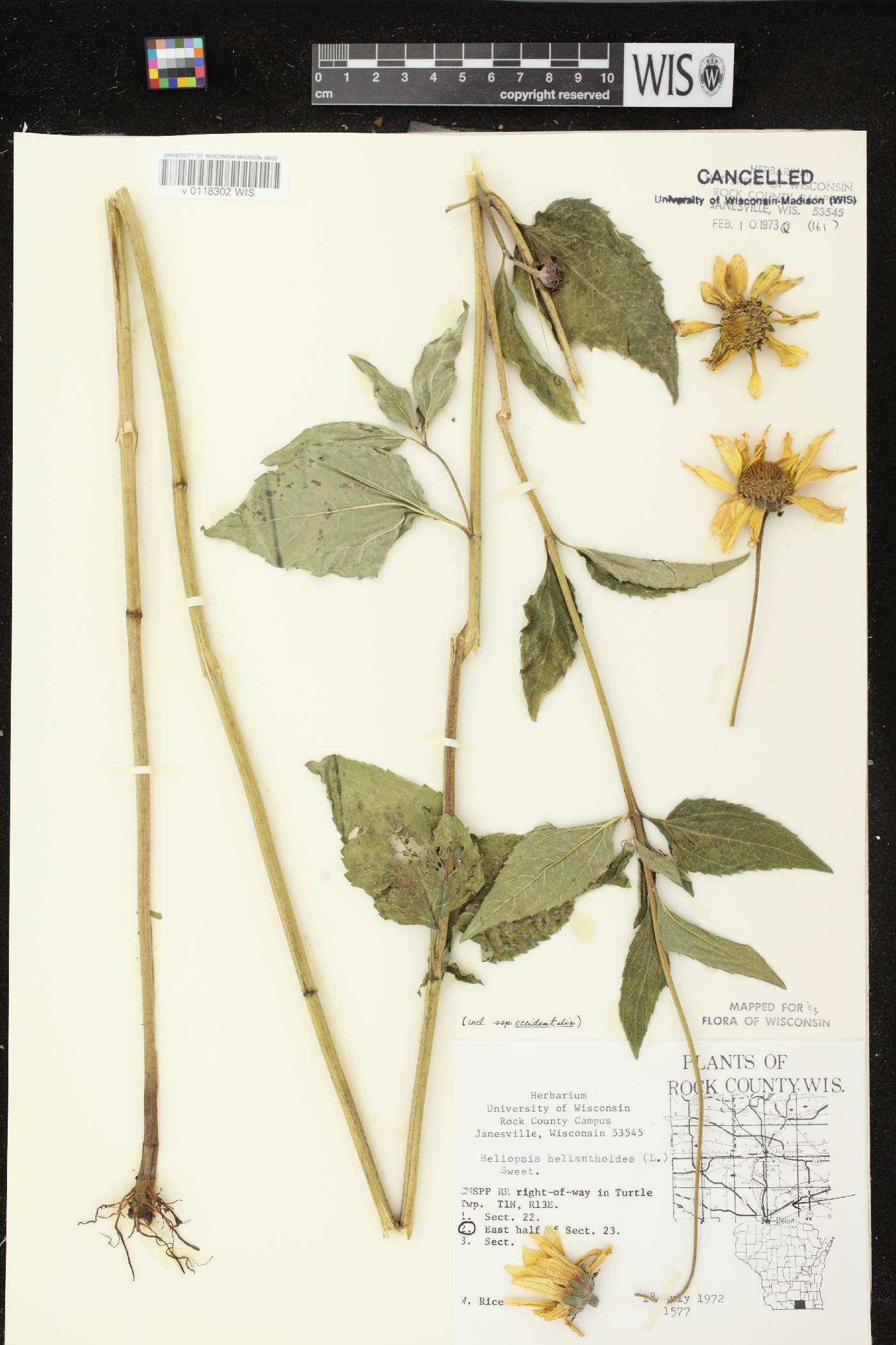 Heliopsis helianthoides image