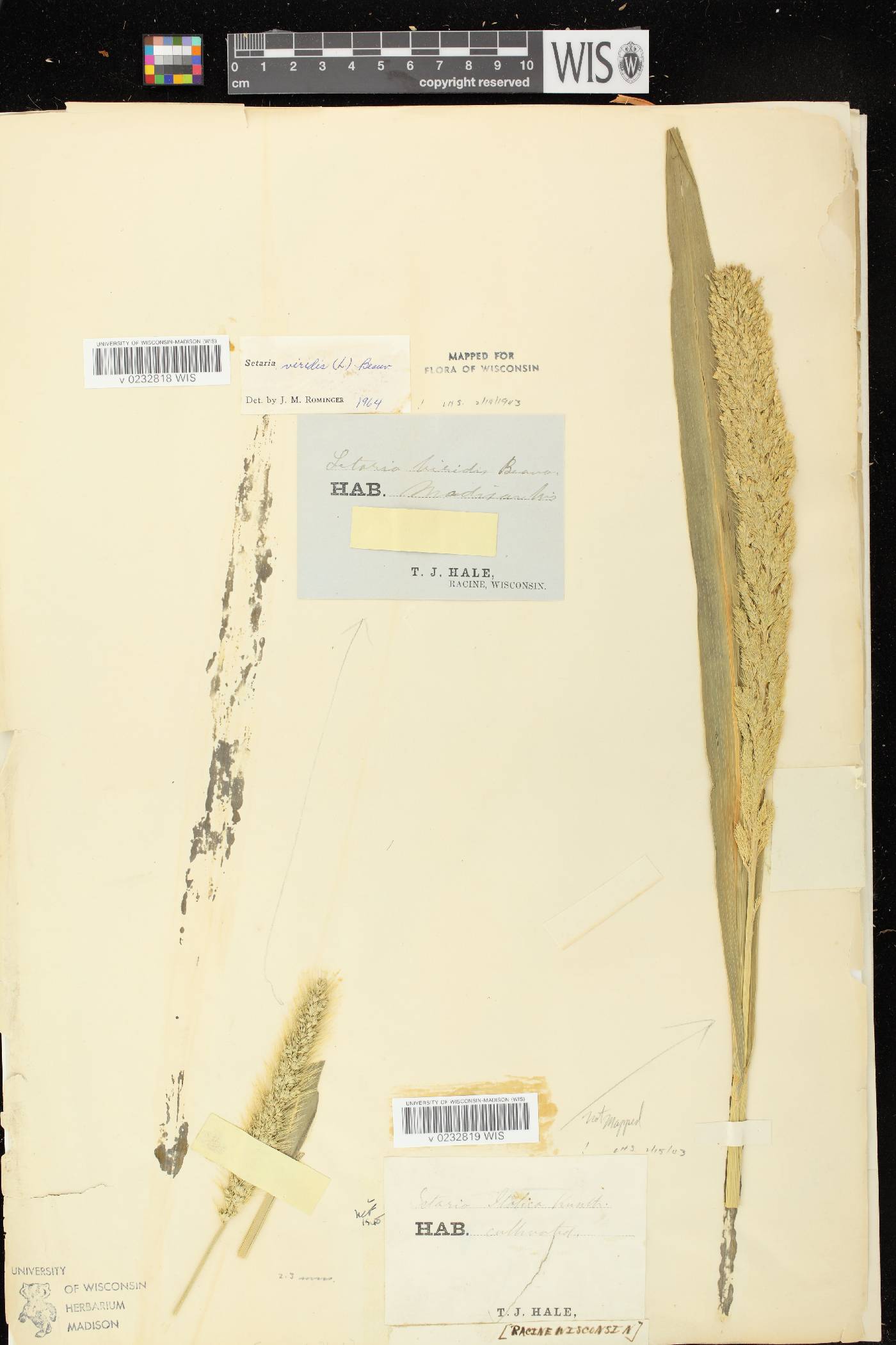 Setaria italica image