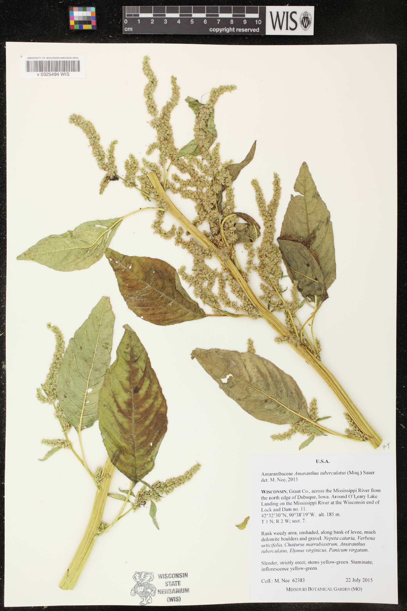 Amaranthus tuberculatus image