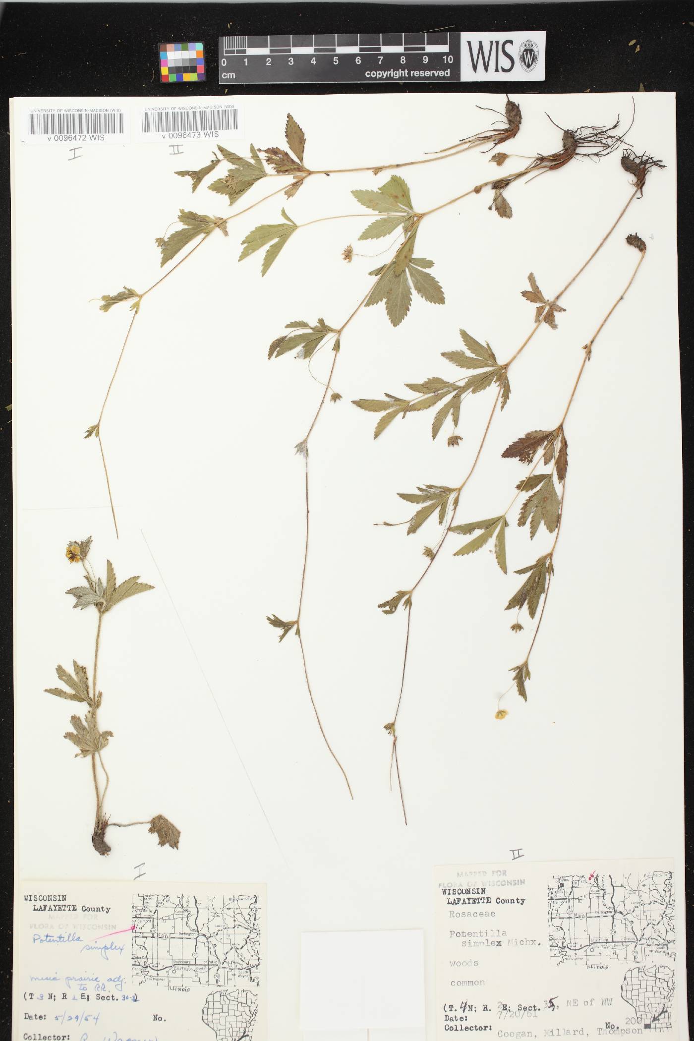 Potentilla simplex image