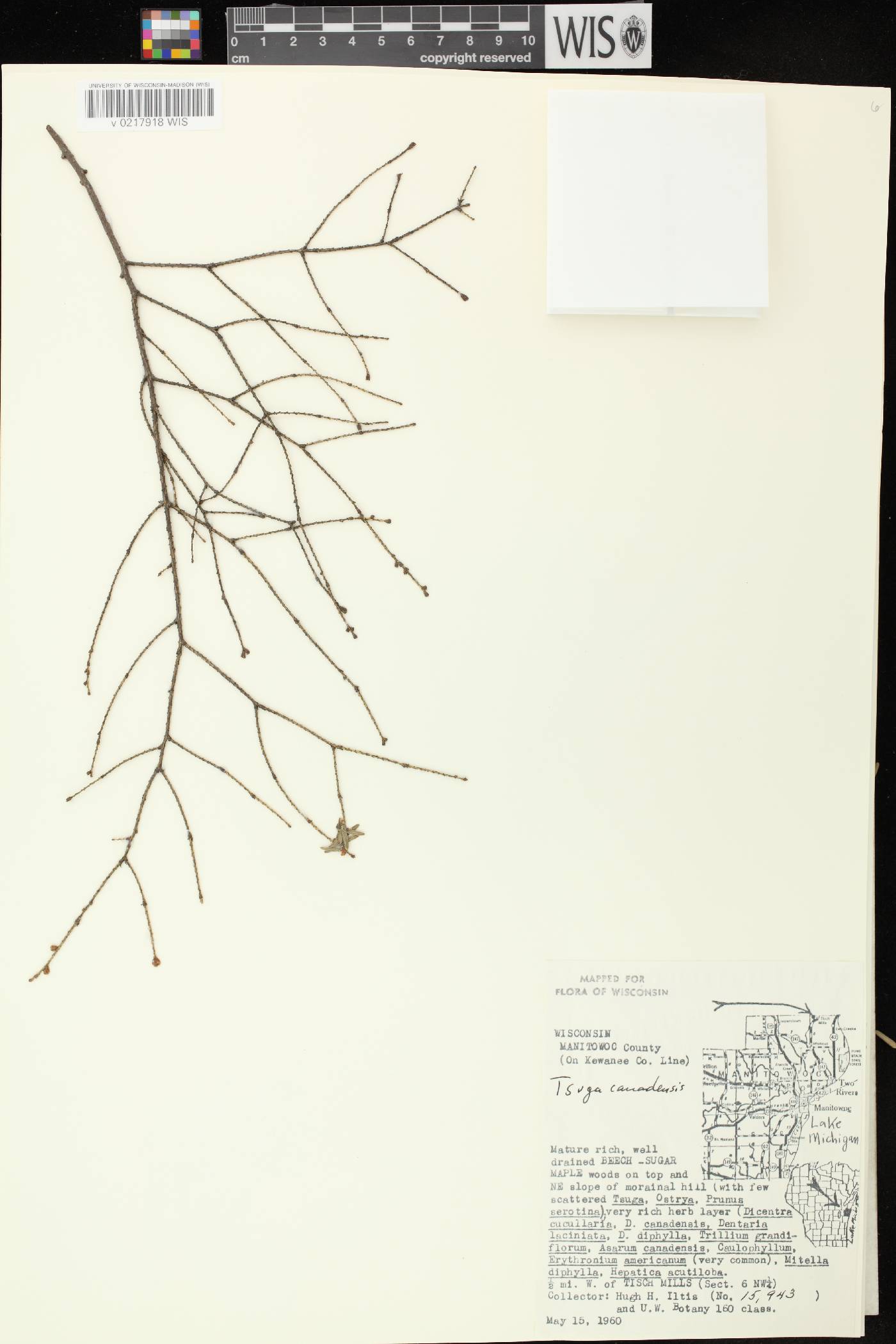 Tsuga canadensis image