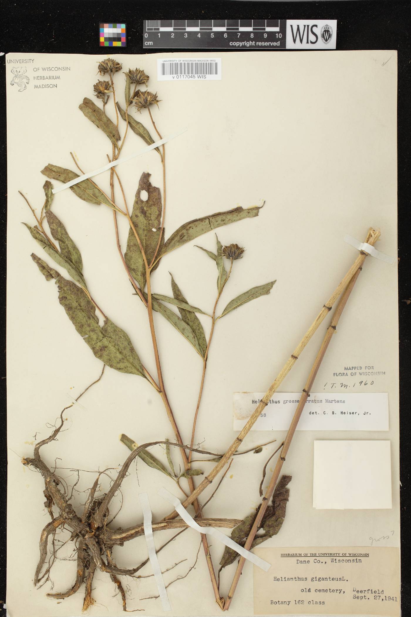 Helianthus grosseserratus image