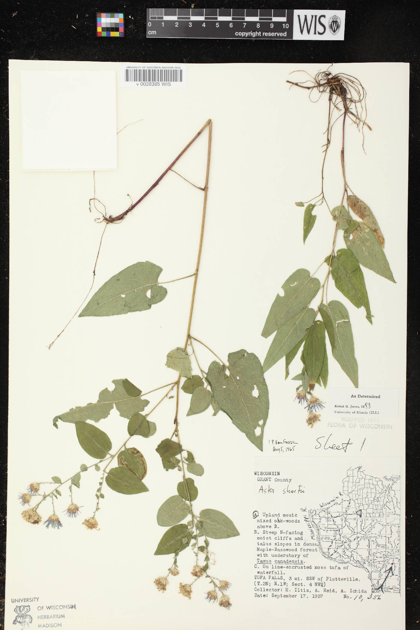 Symphyotrichum shortii image