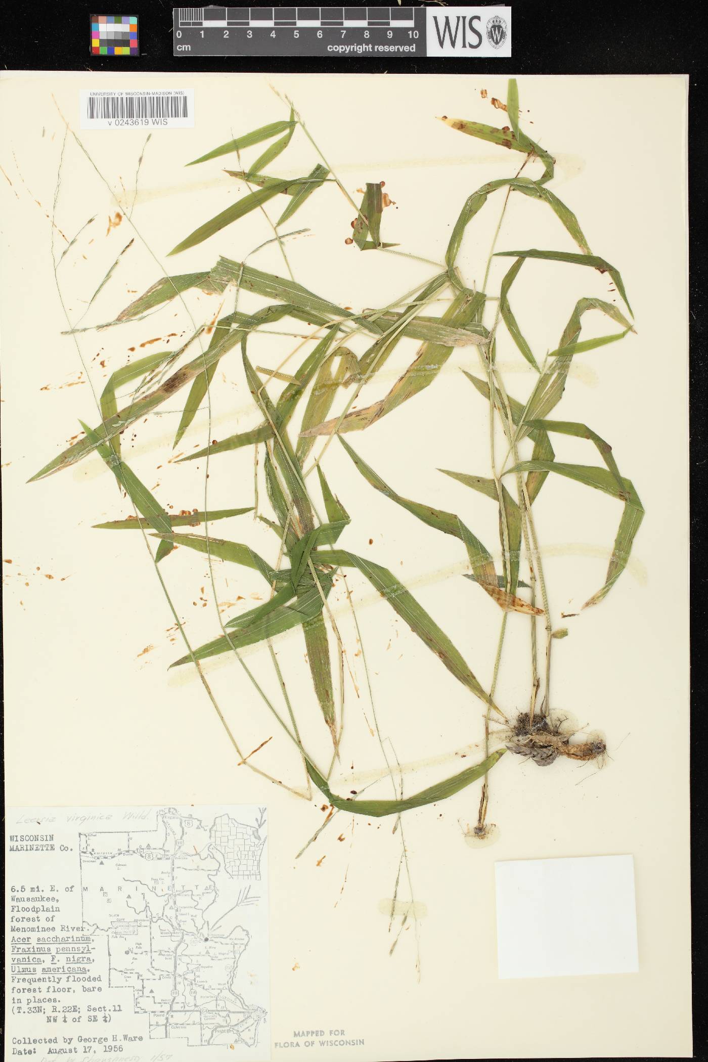 Leersia virginica image