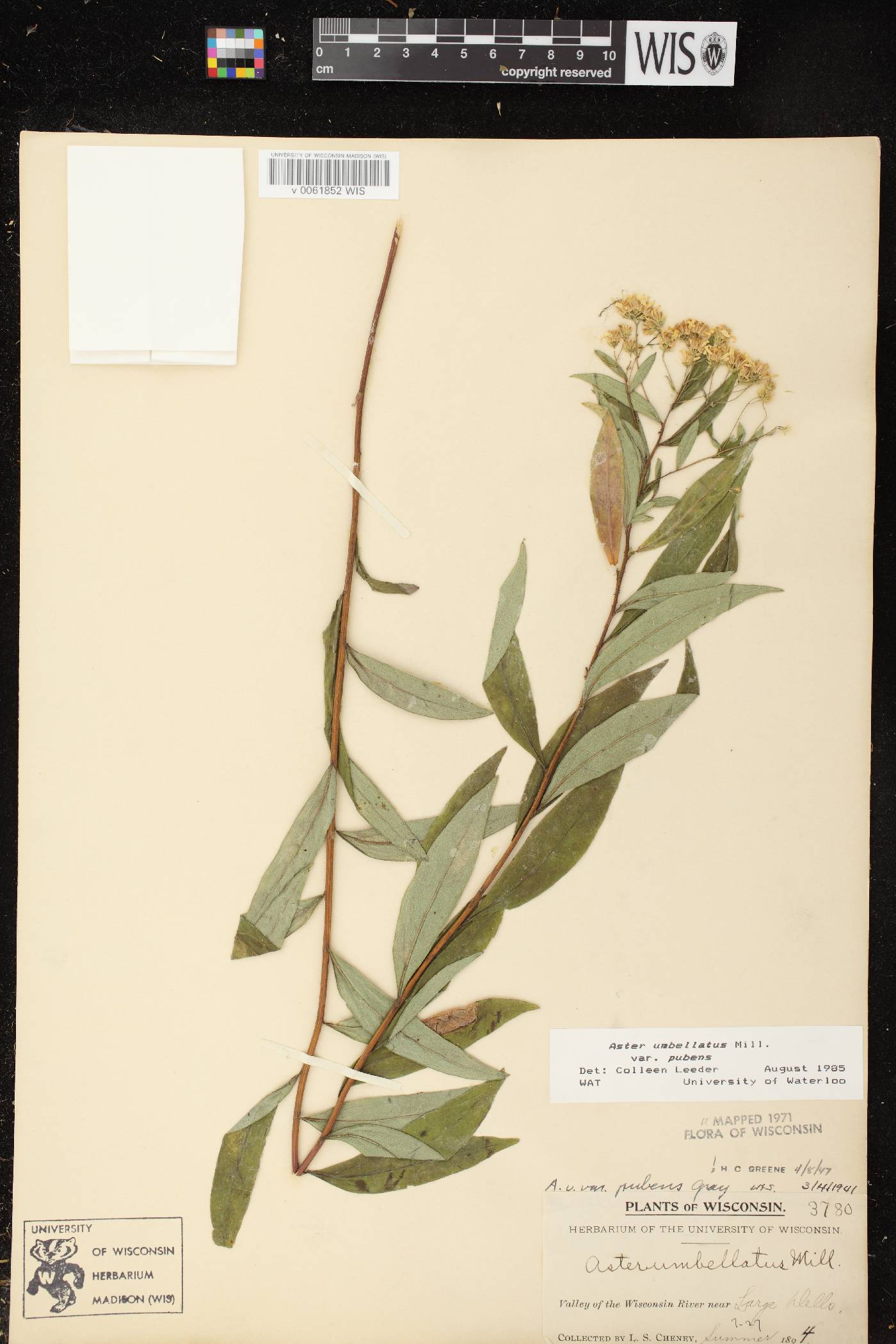 Doellingeria umbellata var. pubens image