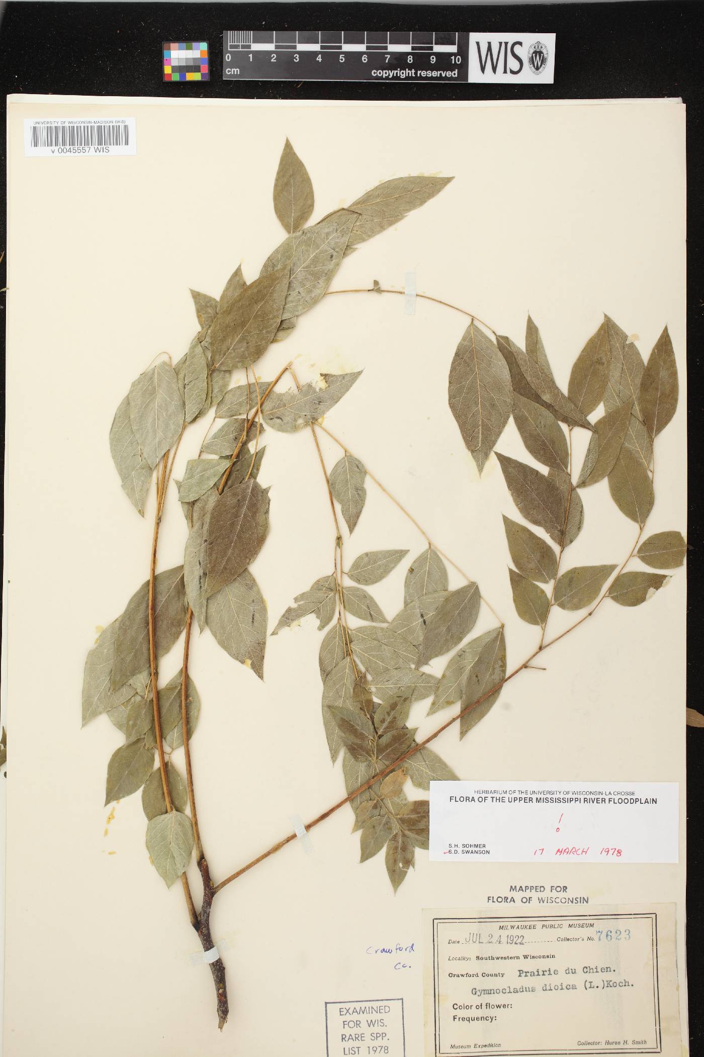 Gymnocladus dioicus image