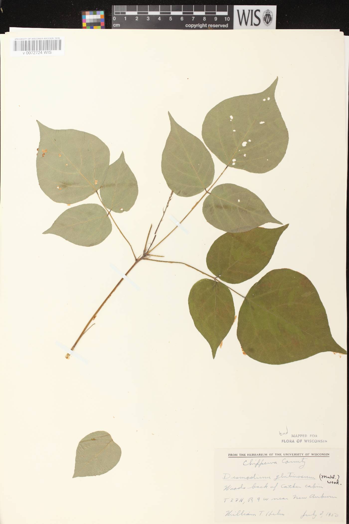 Hylodesmum glutinosum image