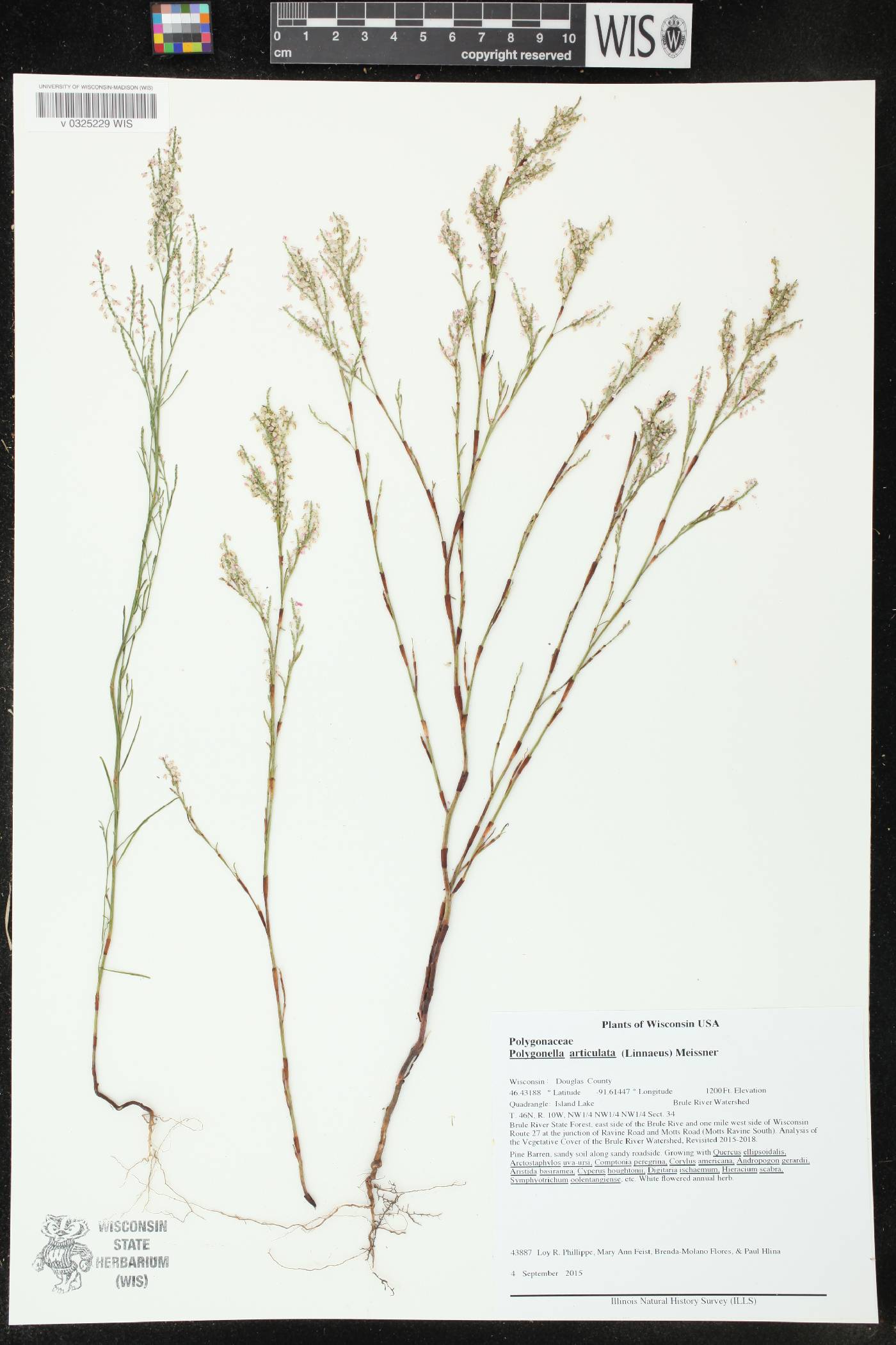 Polygonella articulata image