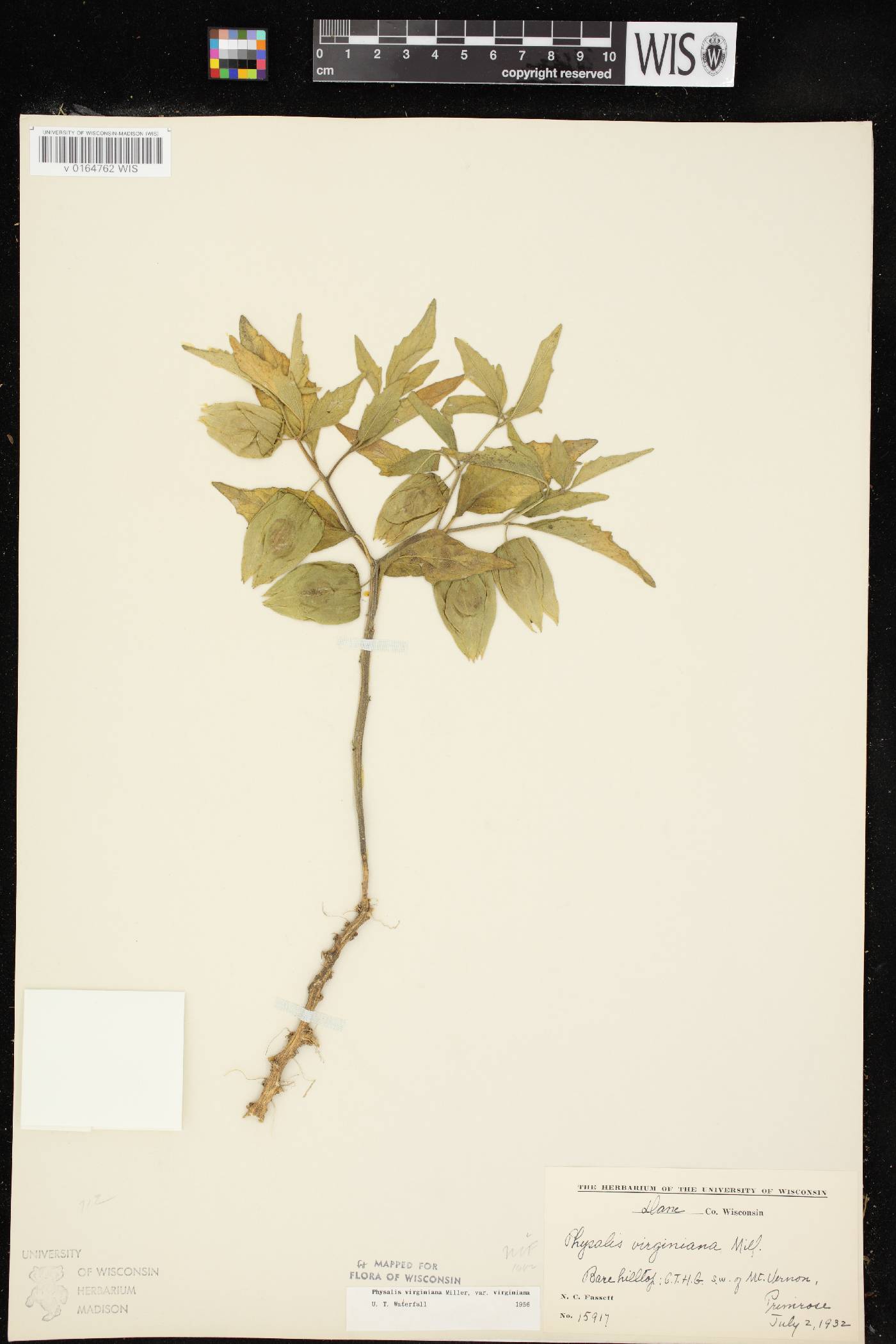 Physalis virginiana var. virginiana image