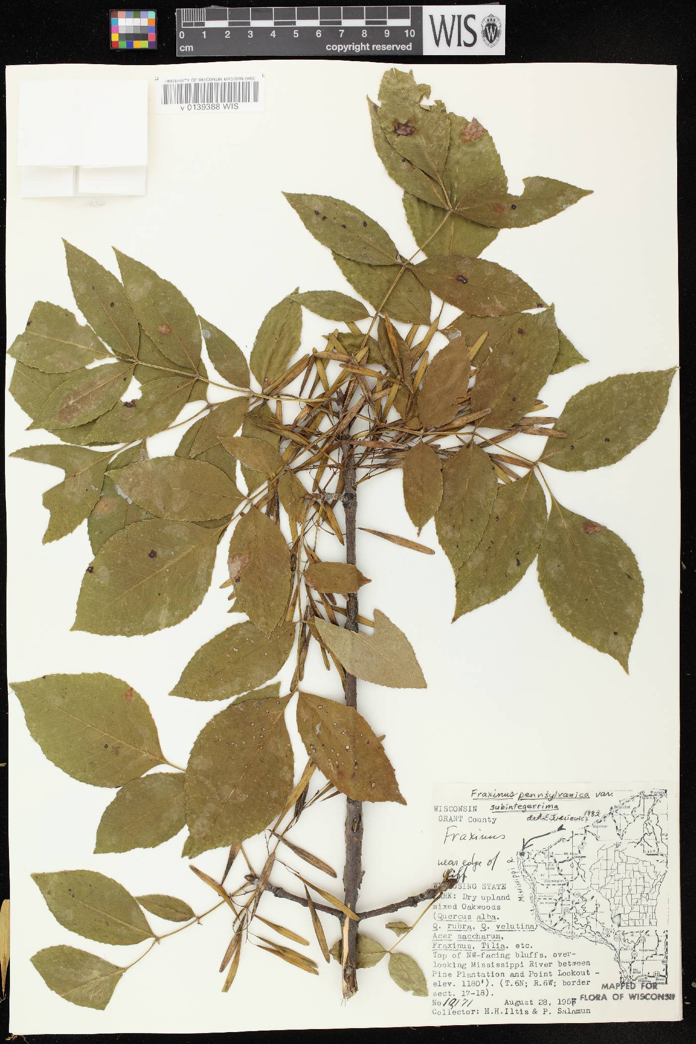 Fraxinus pennsylvanica image