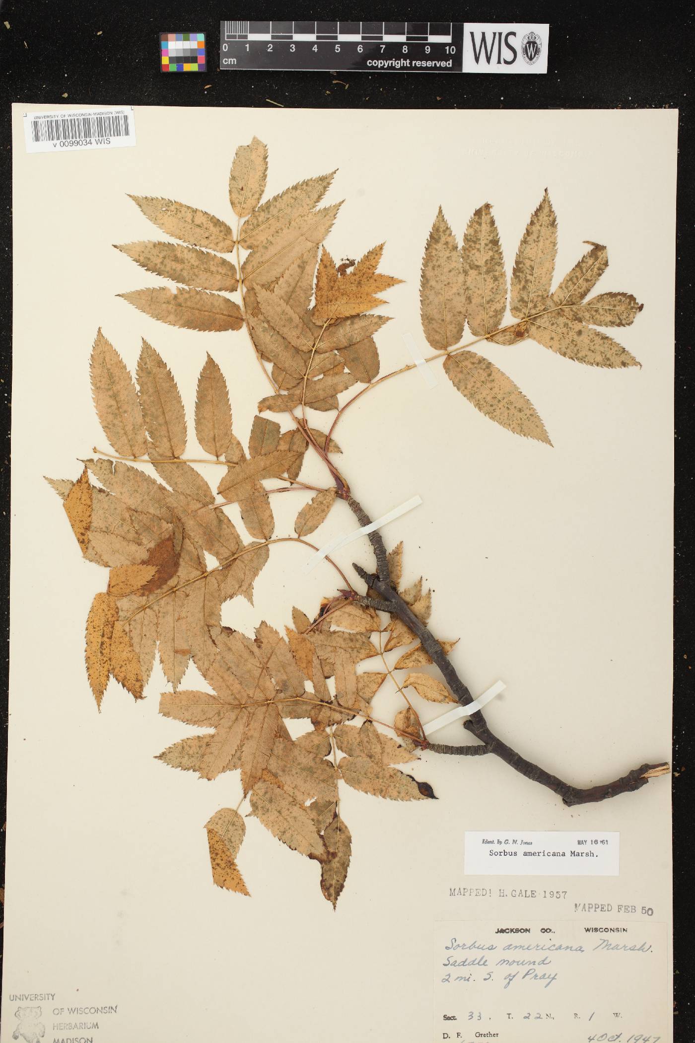 Sorbus americana image