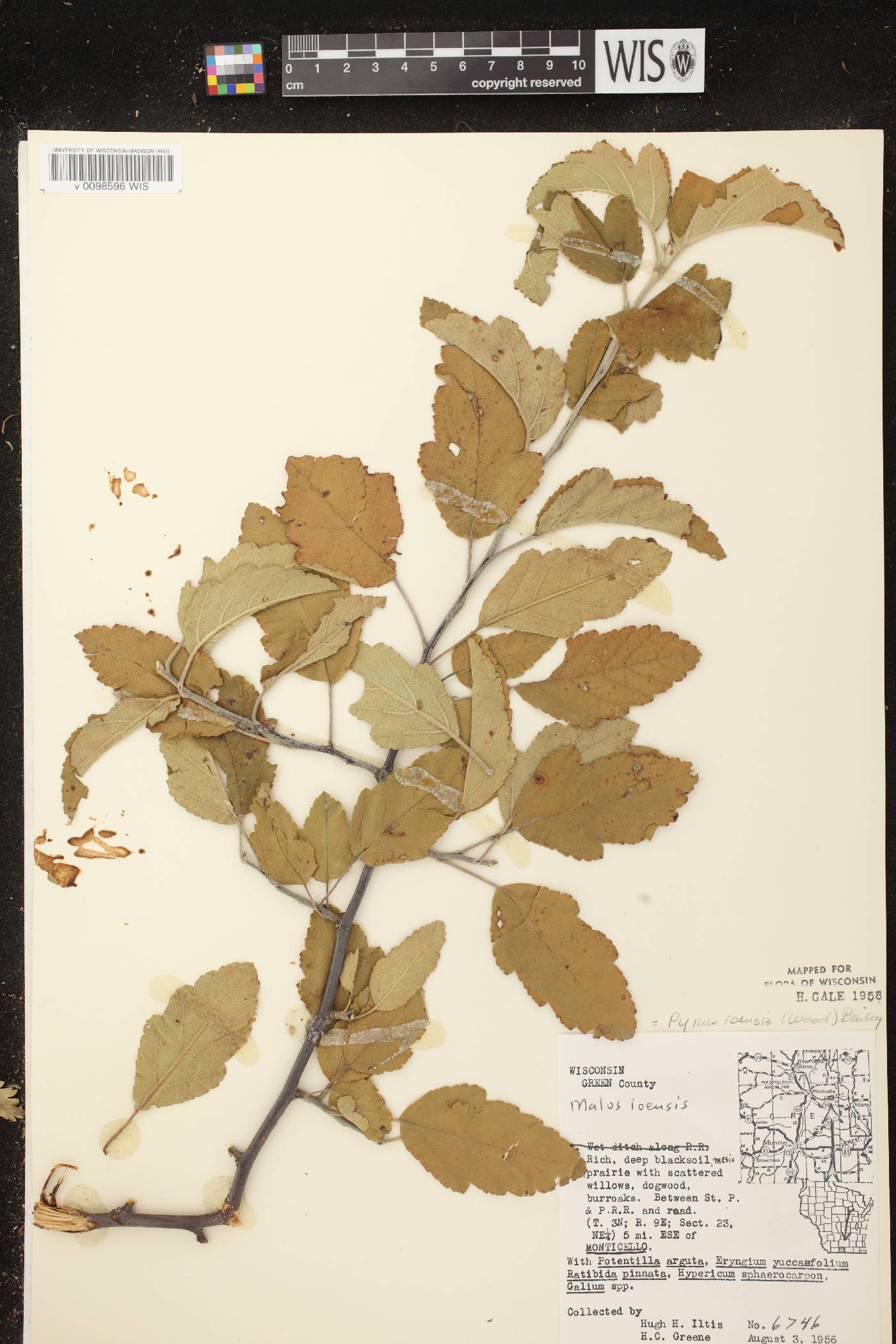 Malus ioensis image