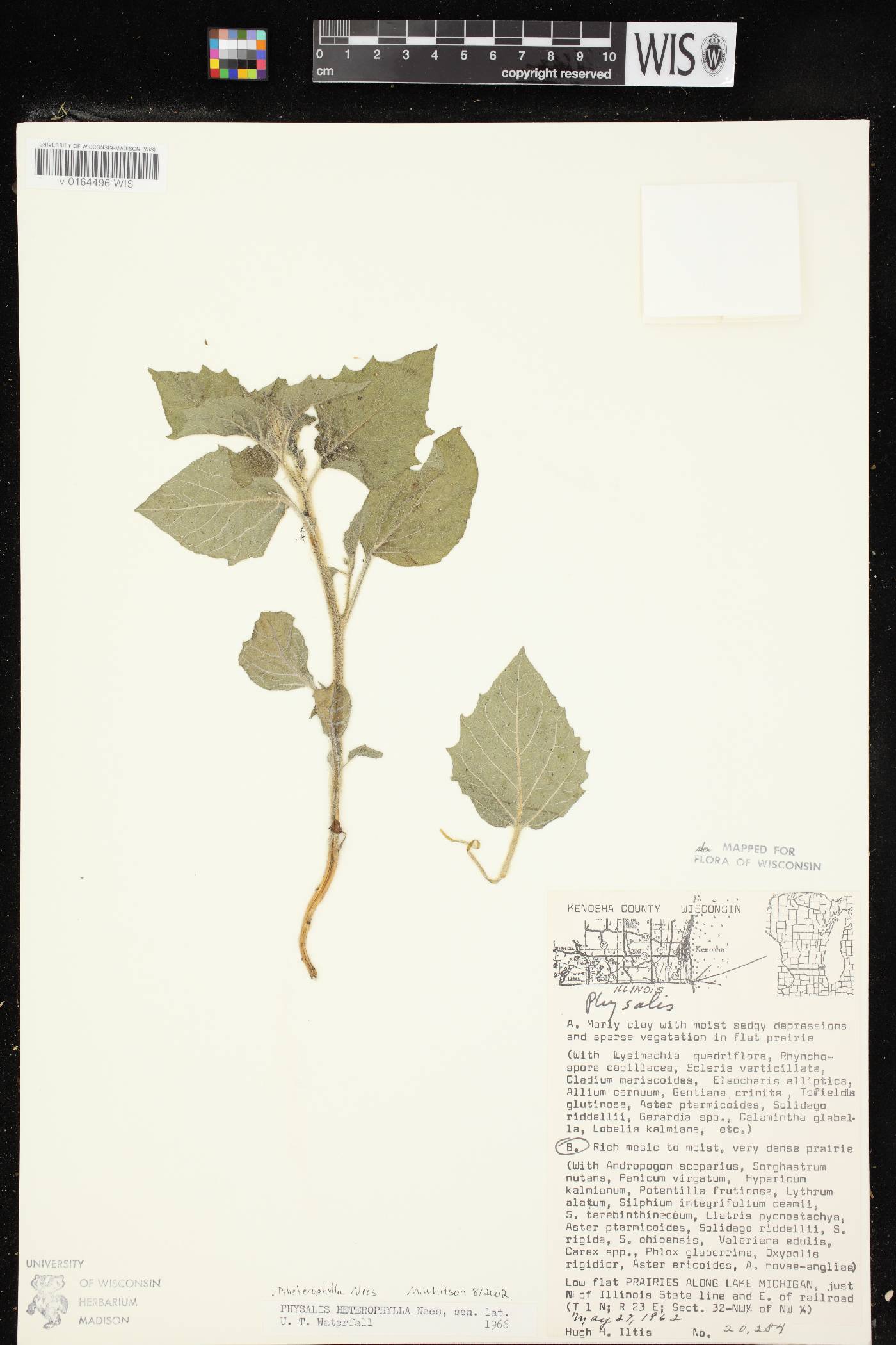 Physalis heterophylla var. heterophylla image