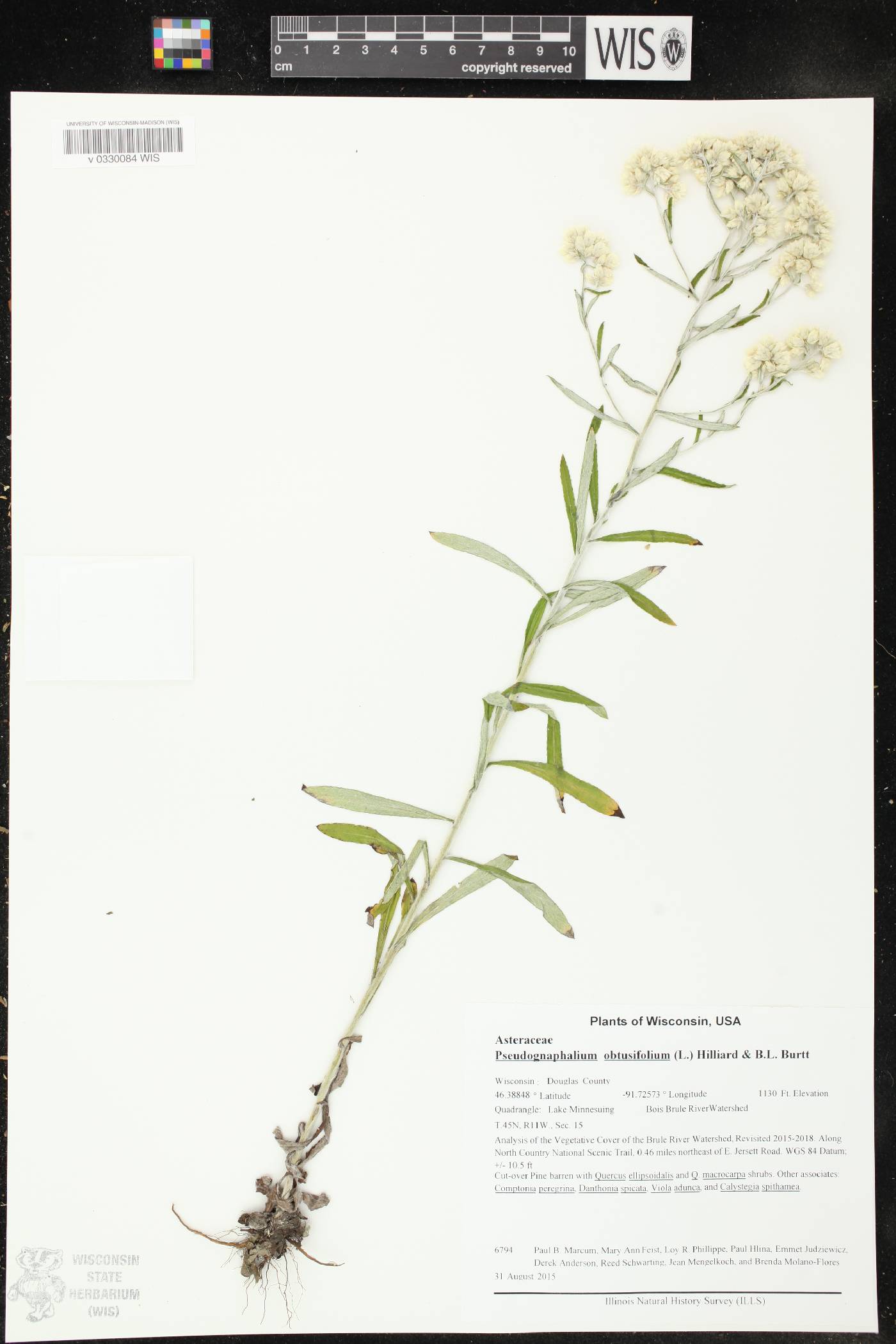 Pseudognaphalium obtusifolium image