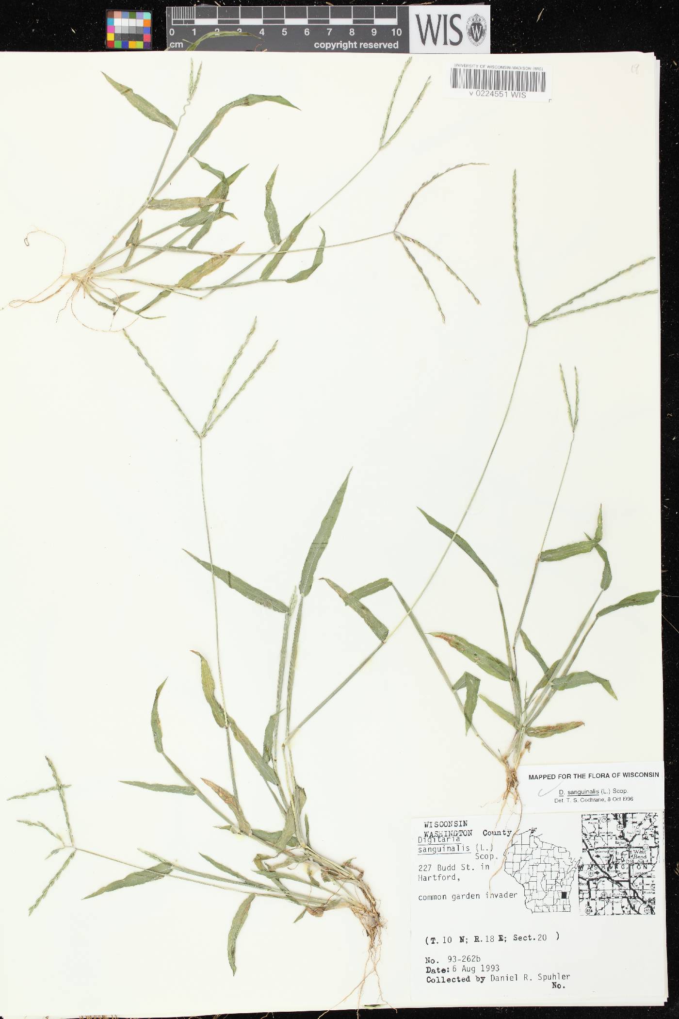 Digitaria sanguinalis image