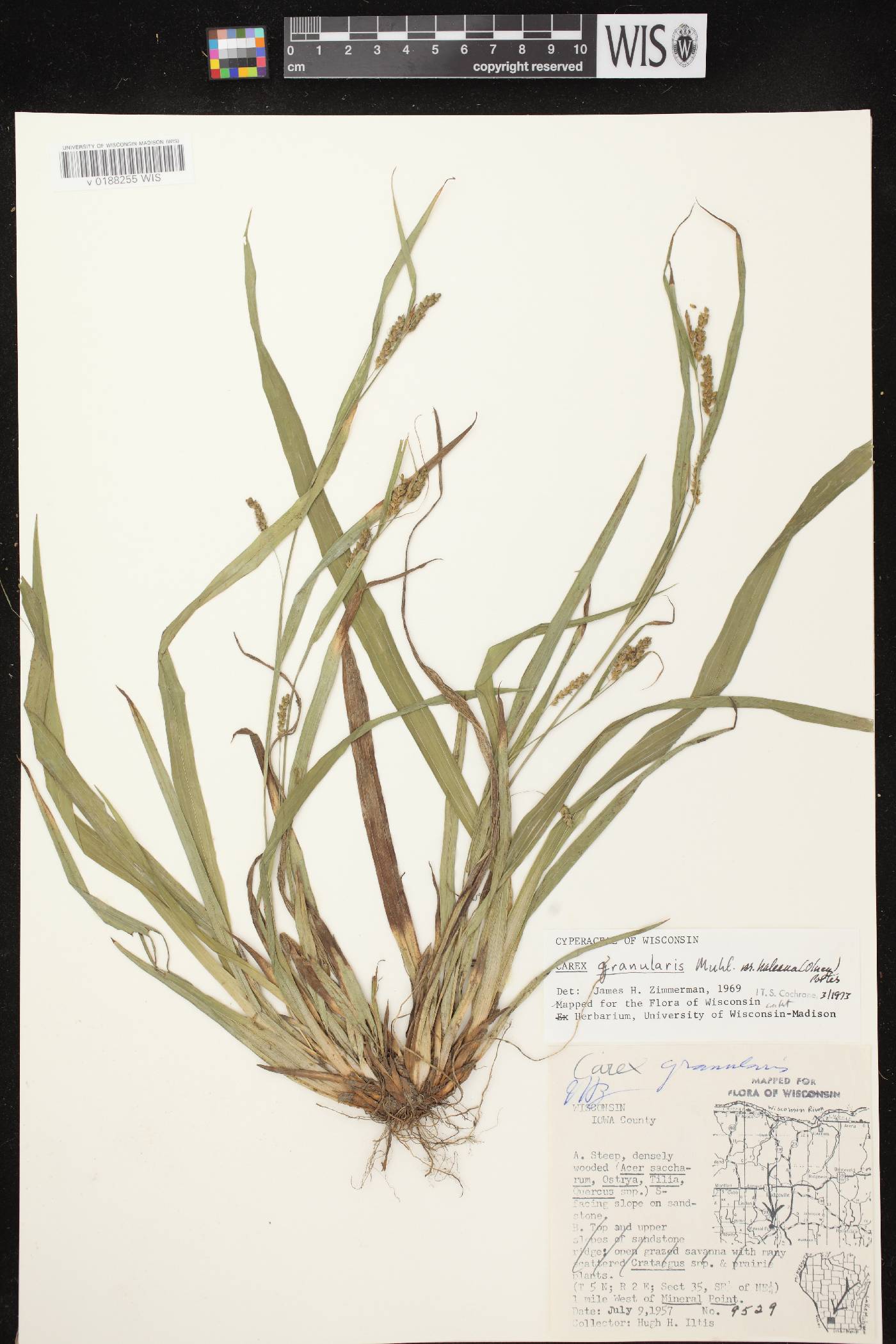 Carex granularis image