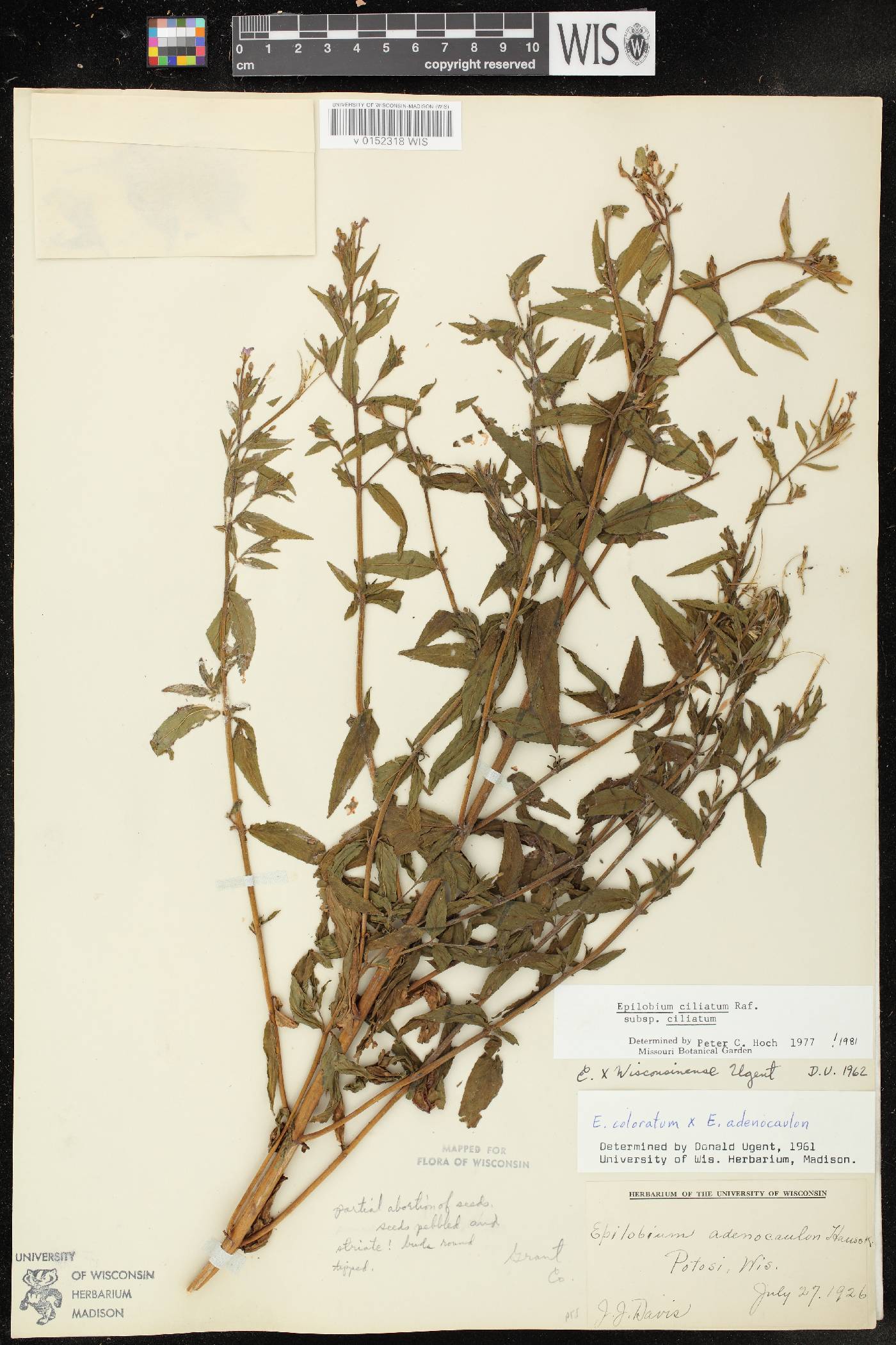 Epilobium ciliatum subsp. ciliatum image