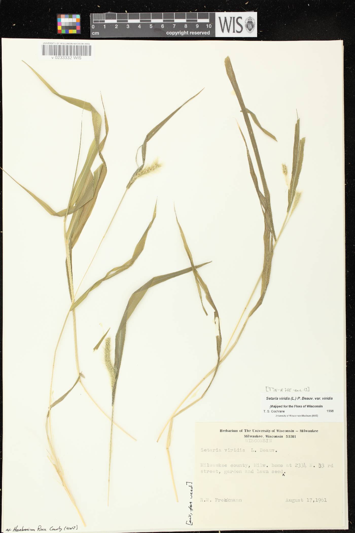 Setaria viridis var. viridis image