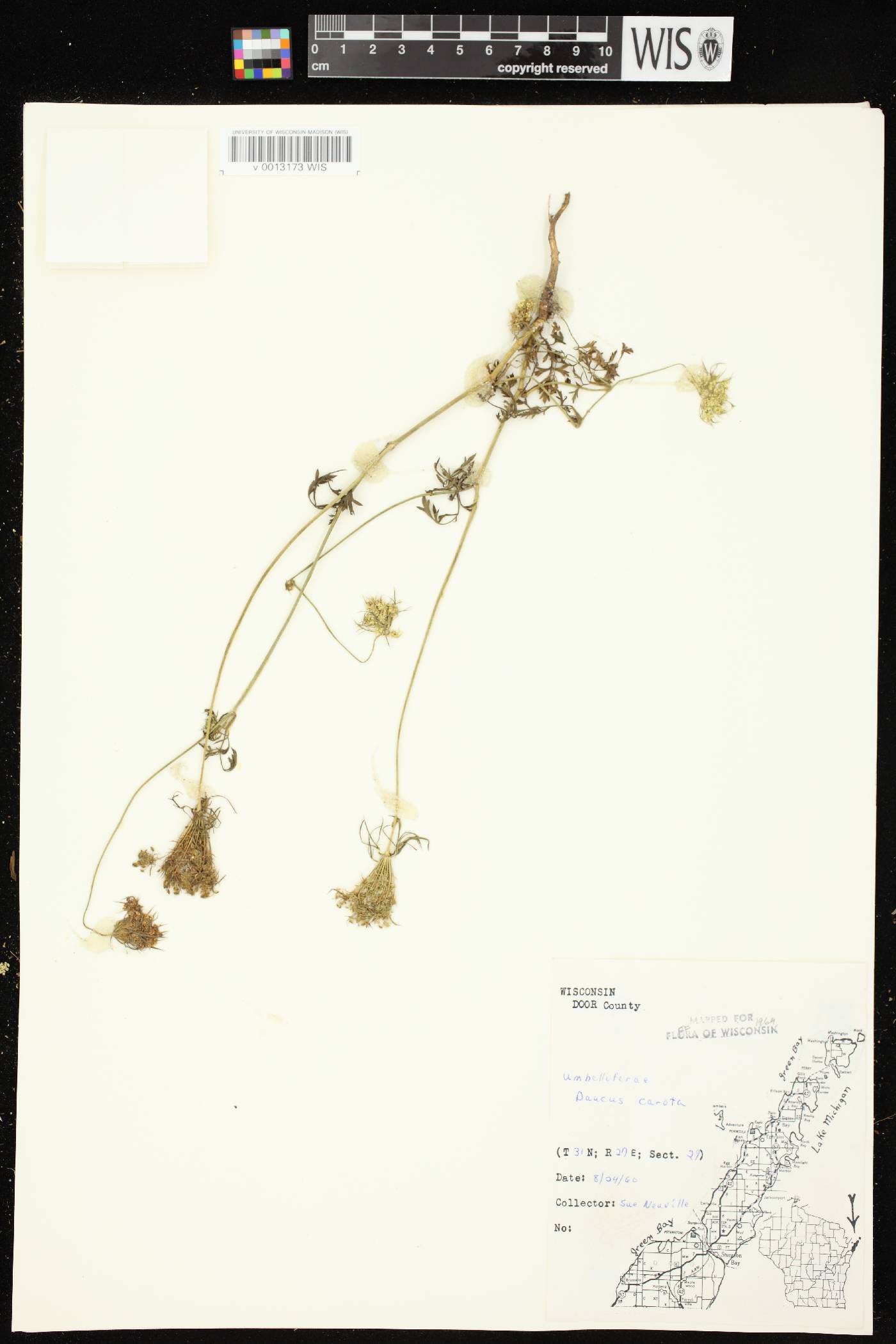 Daucus carota image