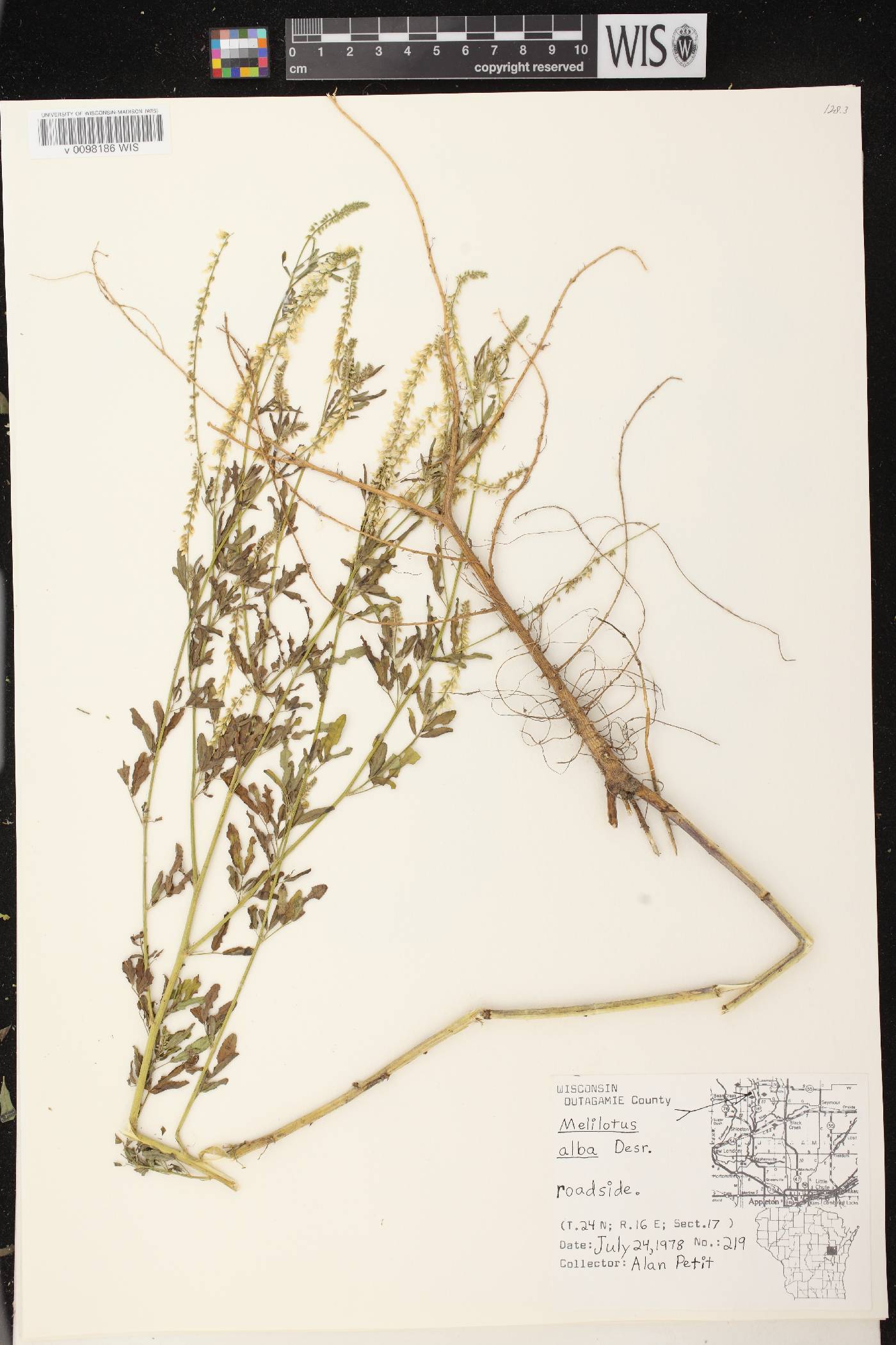 Melilotus albus image