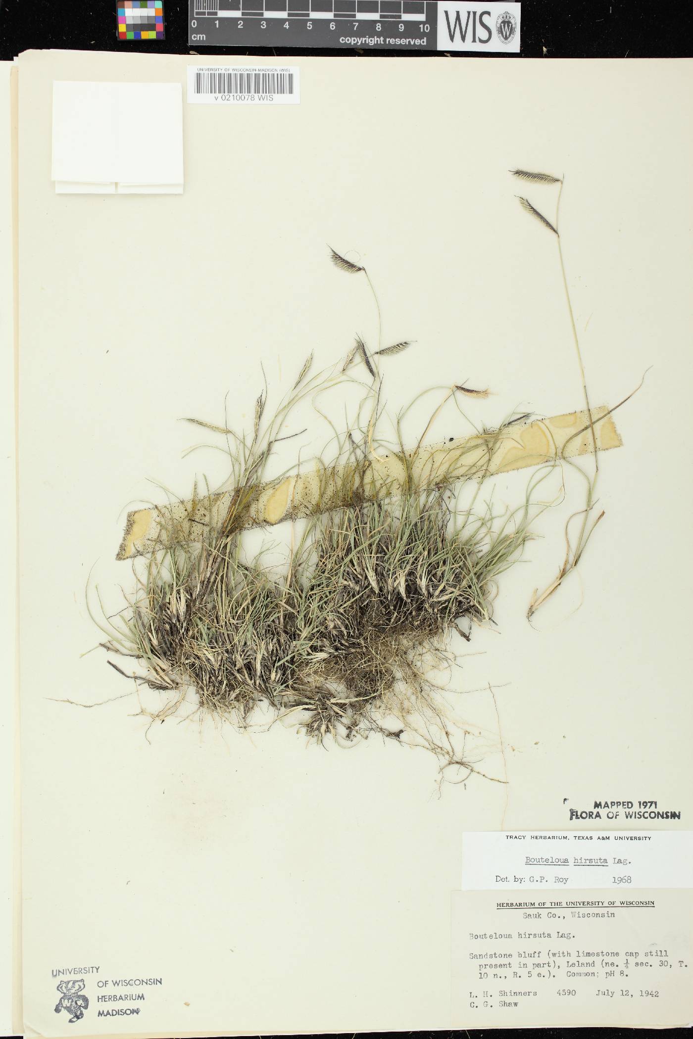 Bouteloua hirsuta subsp. hirsuta image