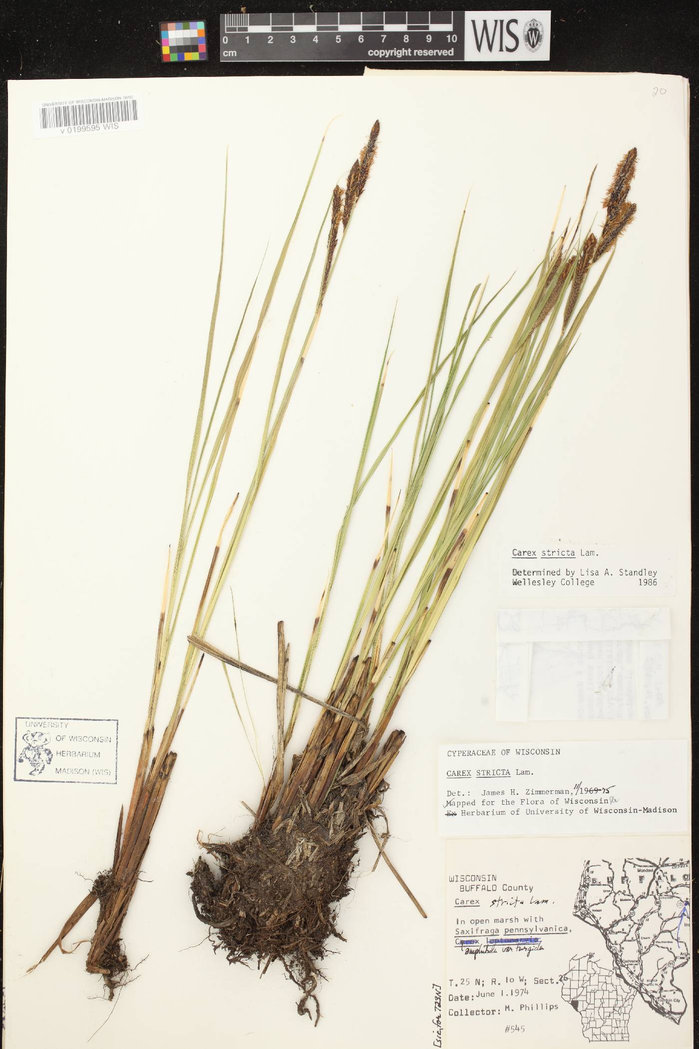 Carex stricta image