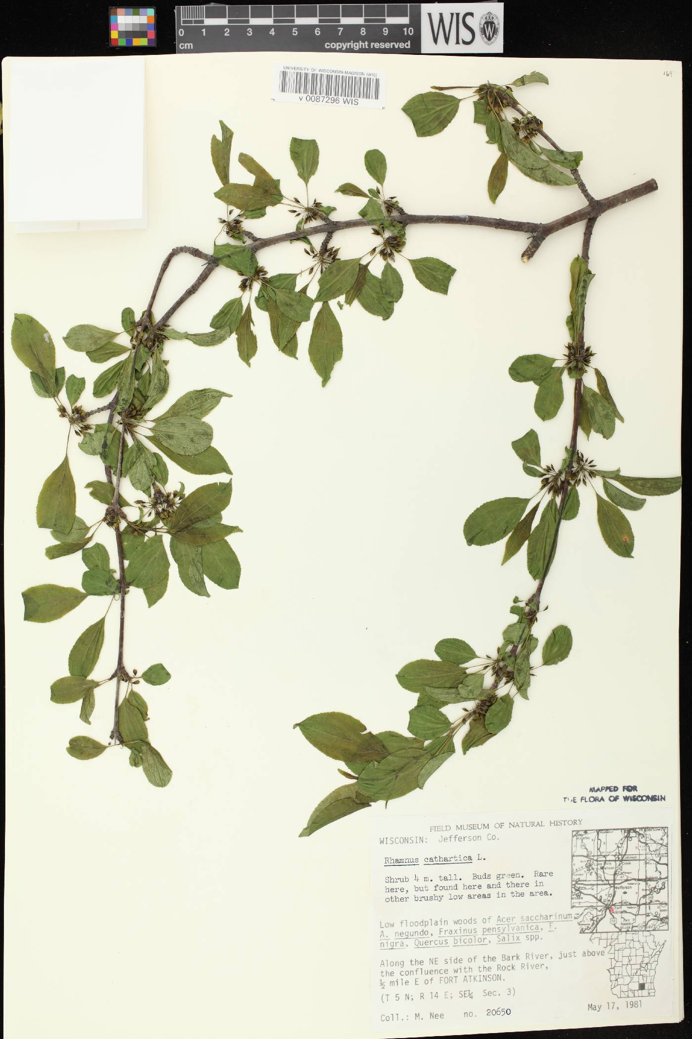 Rhamnus cathartica image