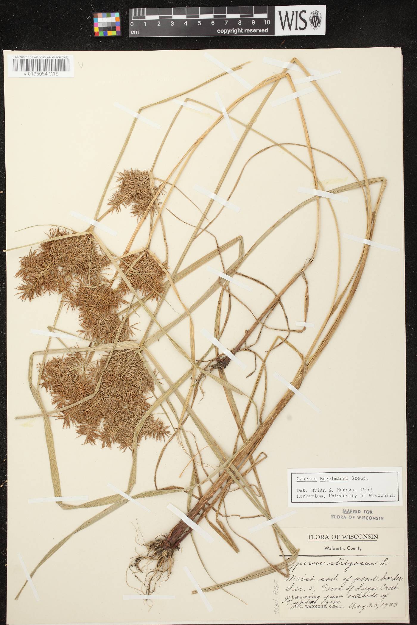 Cyperus odoratus image