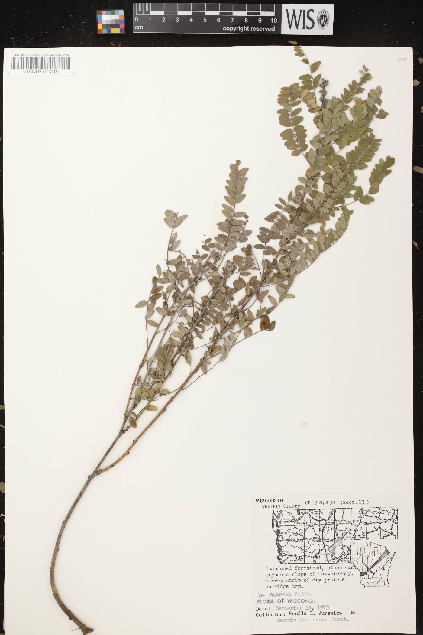 Amorpha canescens image