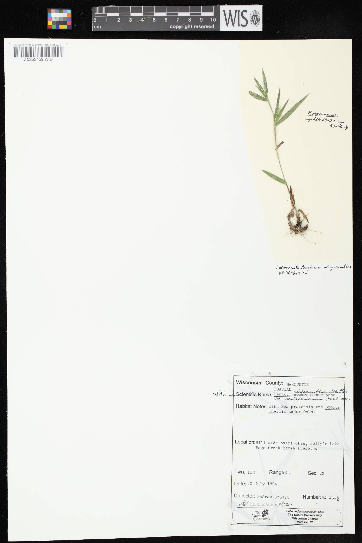 Dichanthelium villosissimum var. praecocius image
