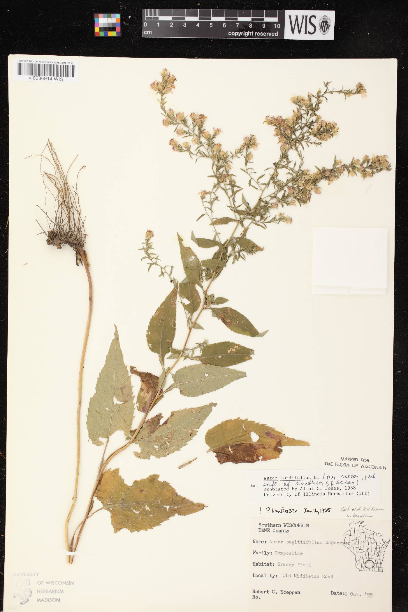 Symphyotrichum cordifolium image
