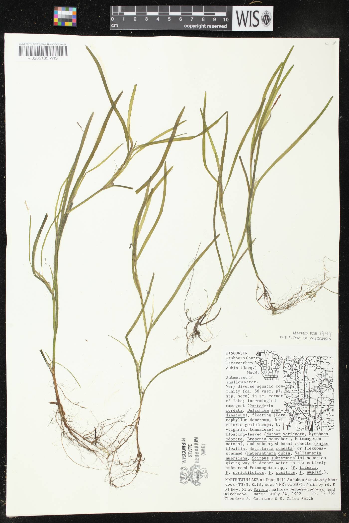 Heteranthera dubia image