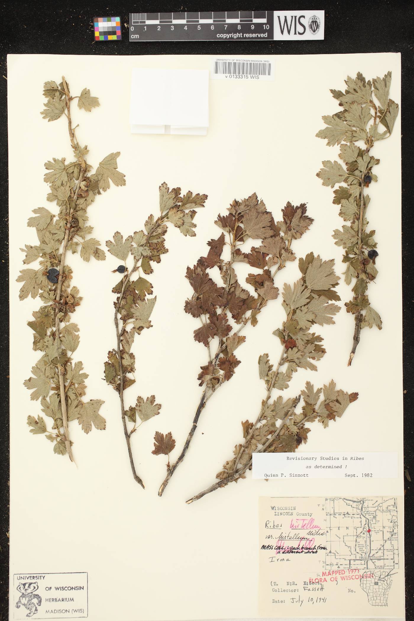 Ribes hirtellum image
