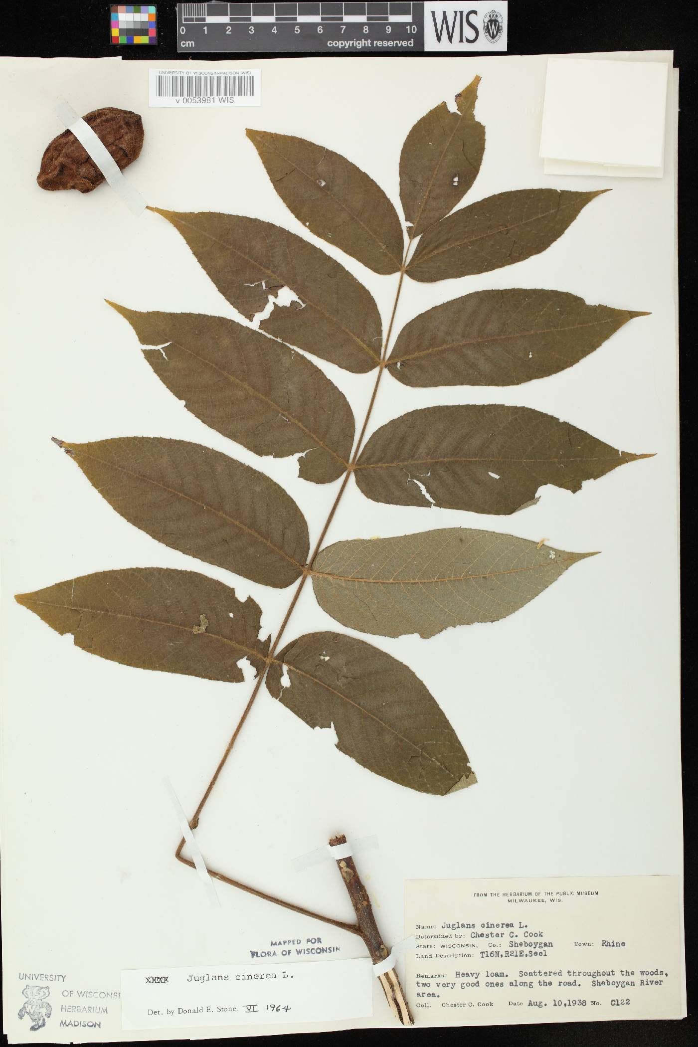 Juglans cinerea image