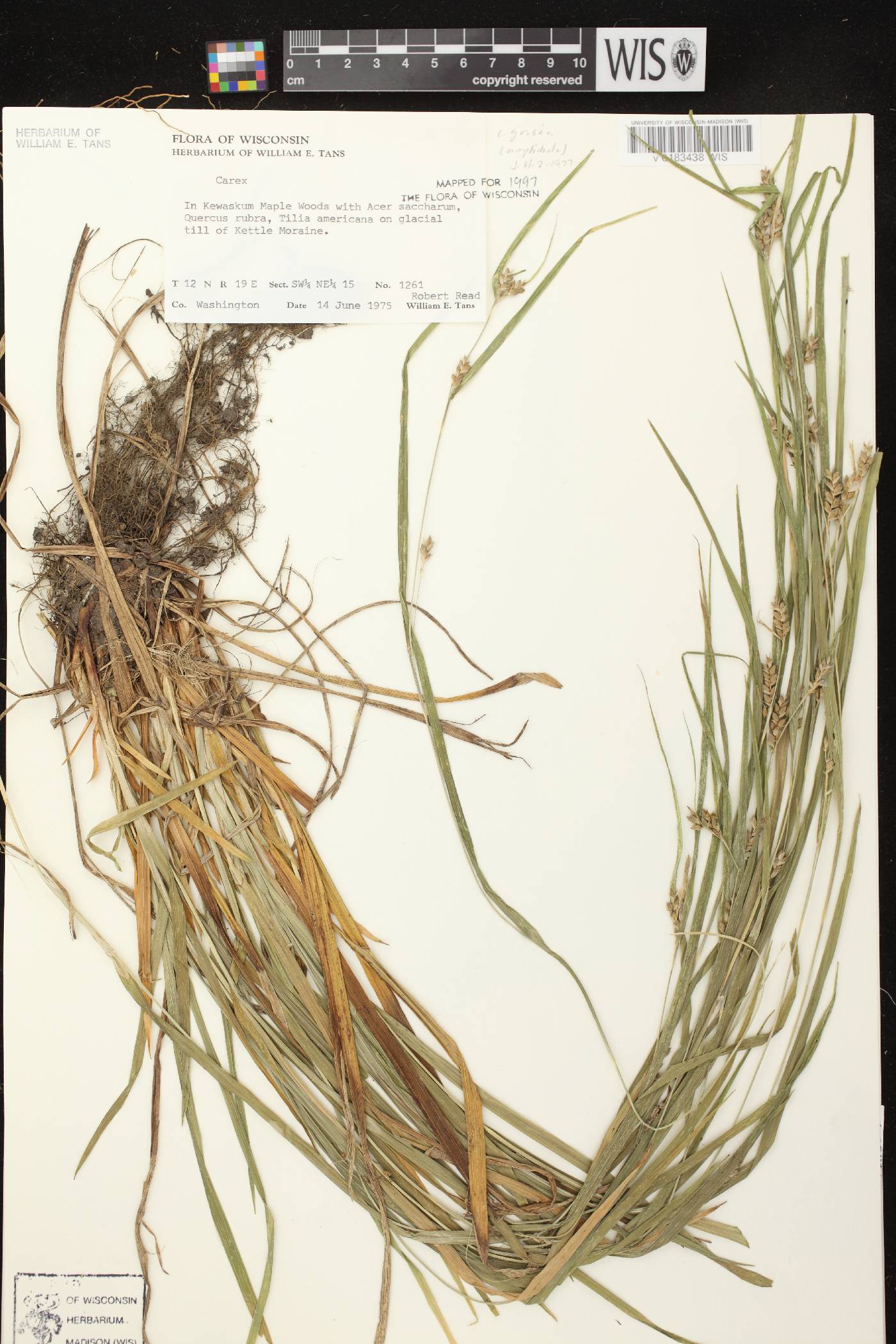 Carex grisea image