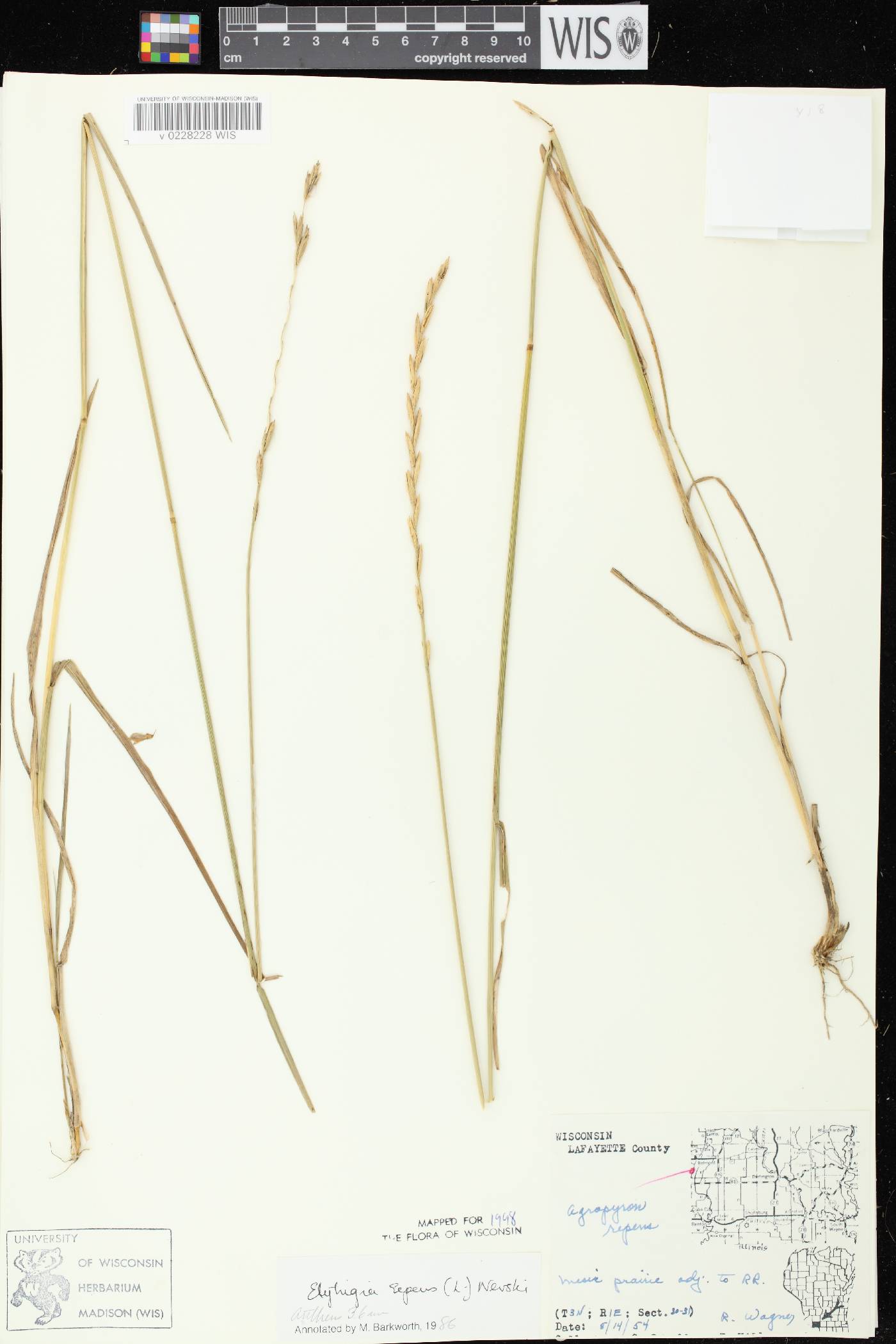 Elymus repens image