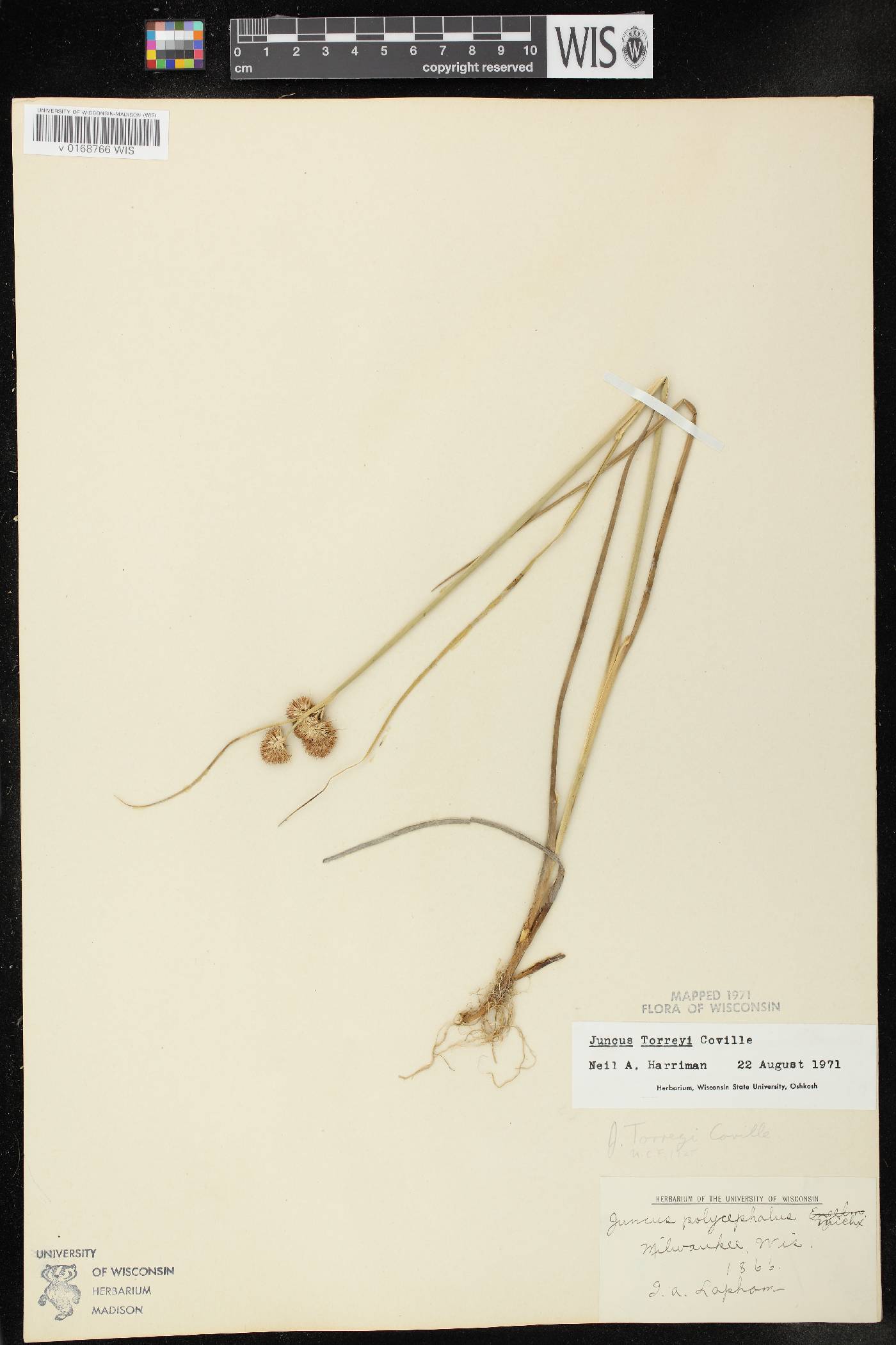 Juncus torreyi image