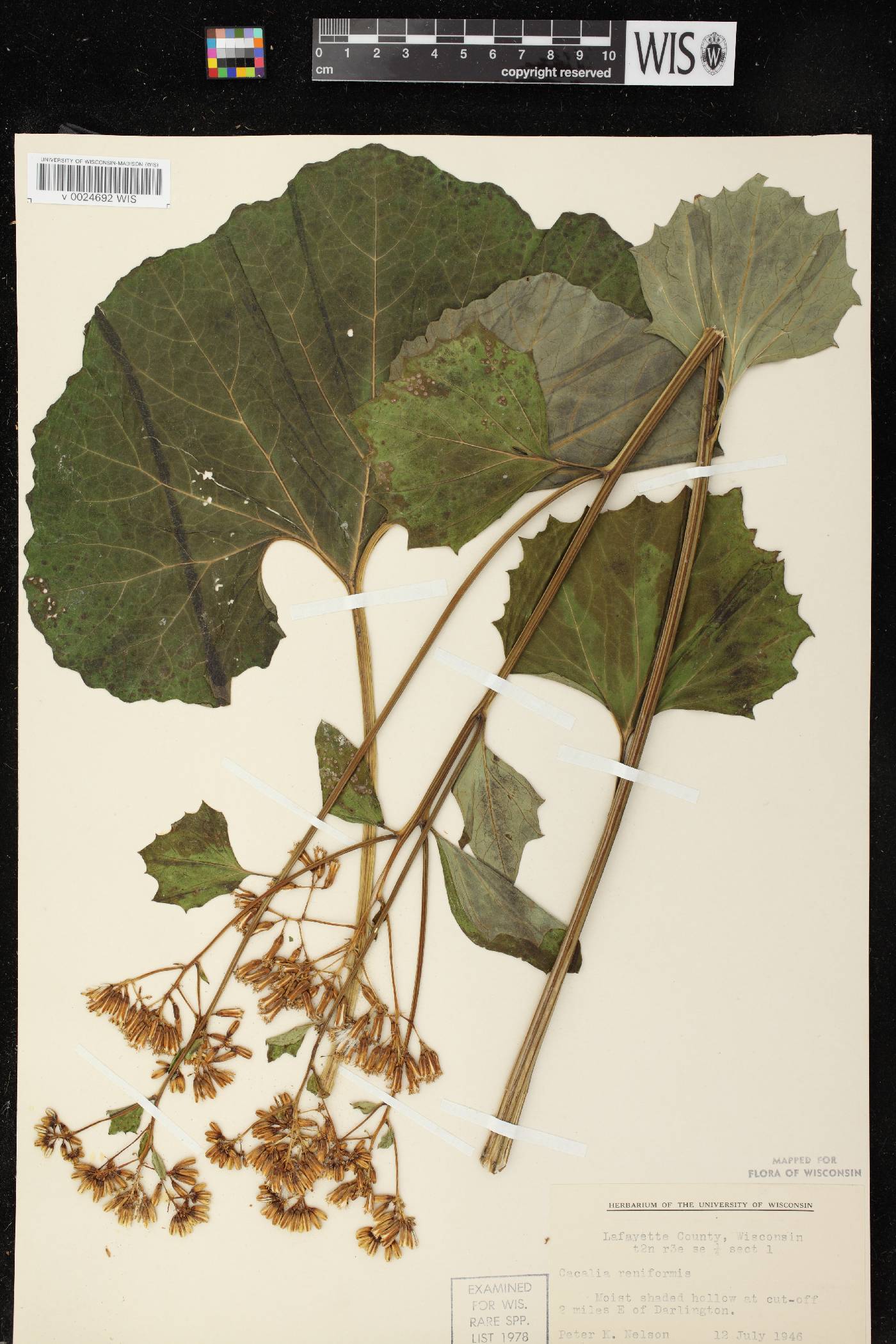Arnoglossum reniforme image