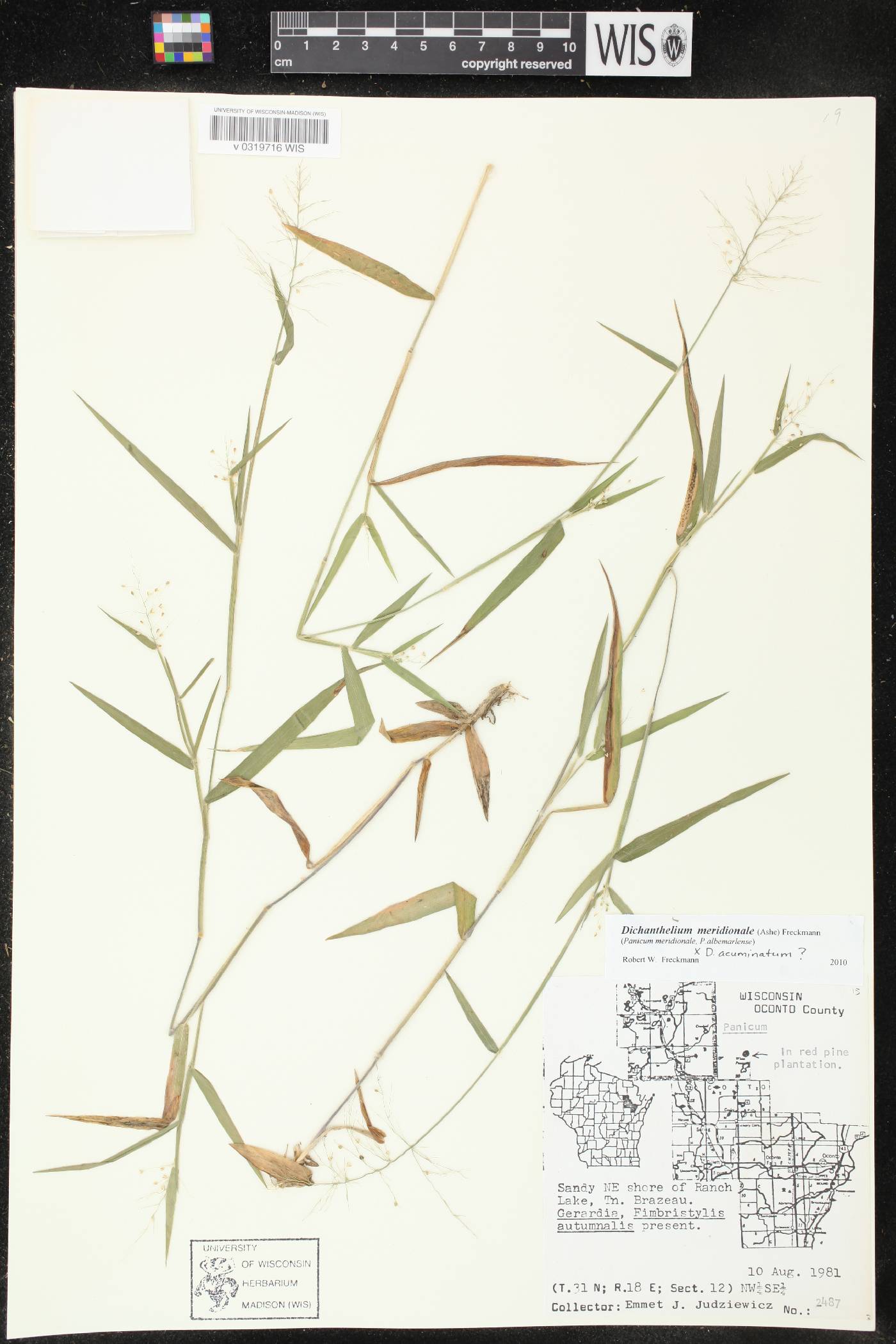 Dichanthelium meridionale image